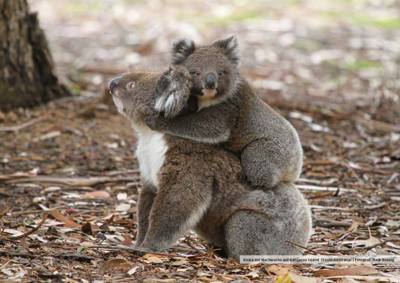 Koalas auf Kangaroo Island