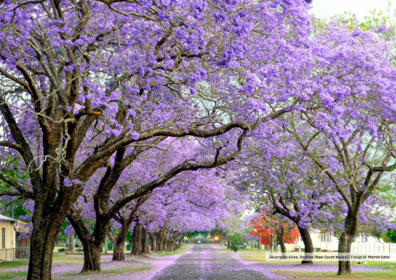 Jacaranda Allee in Grafton