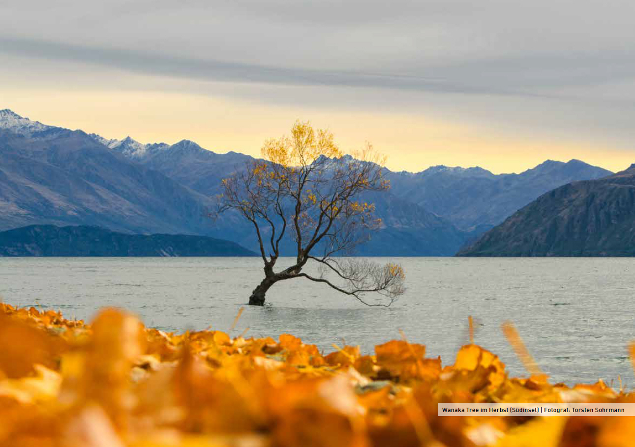 Wanaka Tree im Herbst