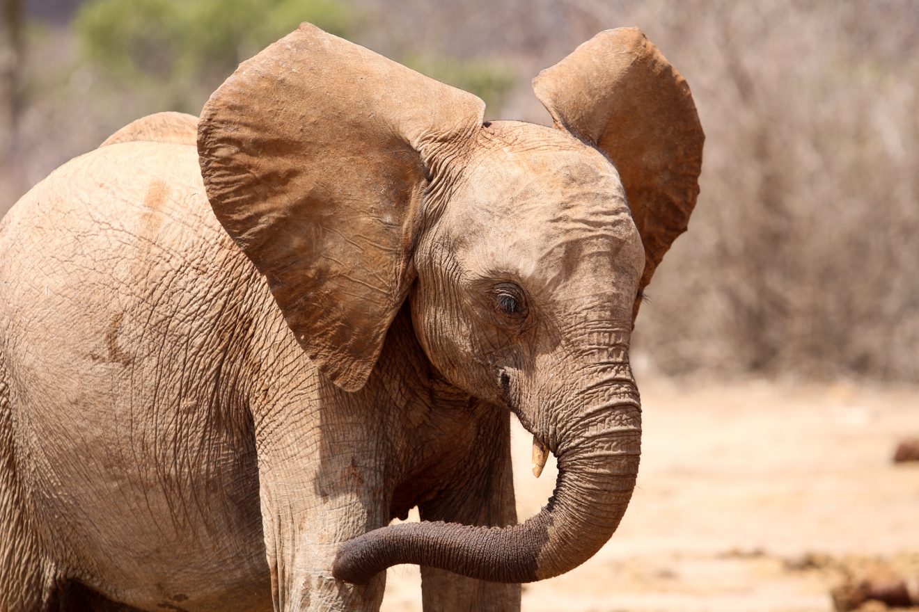 Elefantenkalb im Tsavo East National Park. Photo Credit: KTB Elefantenkalb im Tsavo East National Park. Photo Credit: KTB