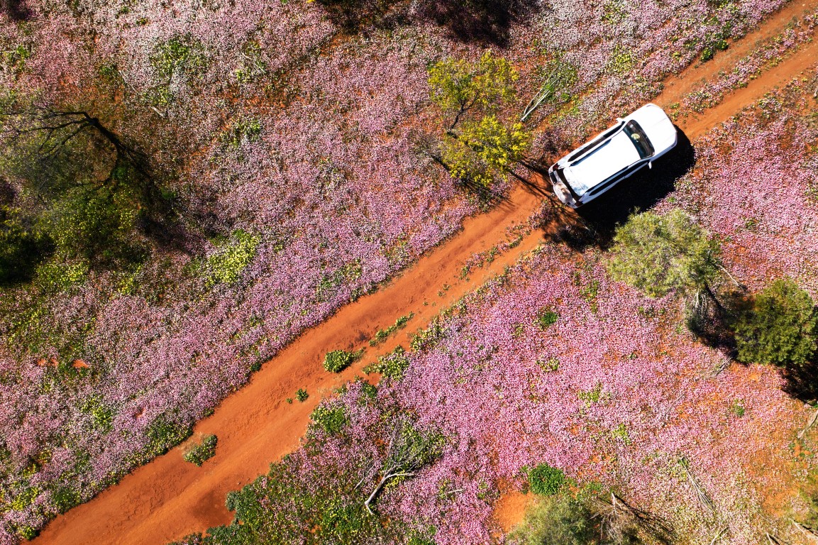 Wildblumen bei Morawa. Photo Credit: Tourism Western Australia