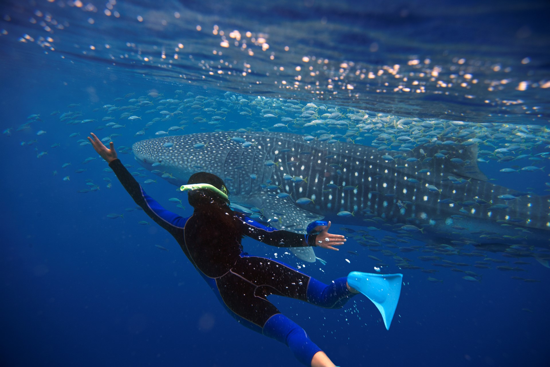 Mit Walhaien schwimmen im Ningaloo Reef. Photo Credit: Tourism Australia