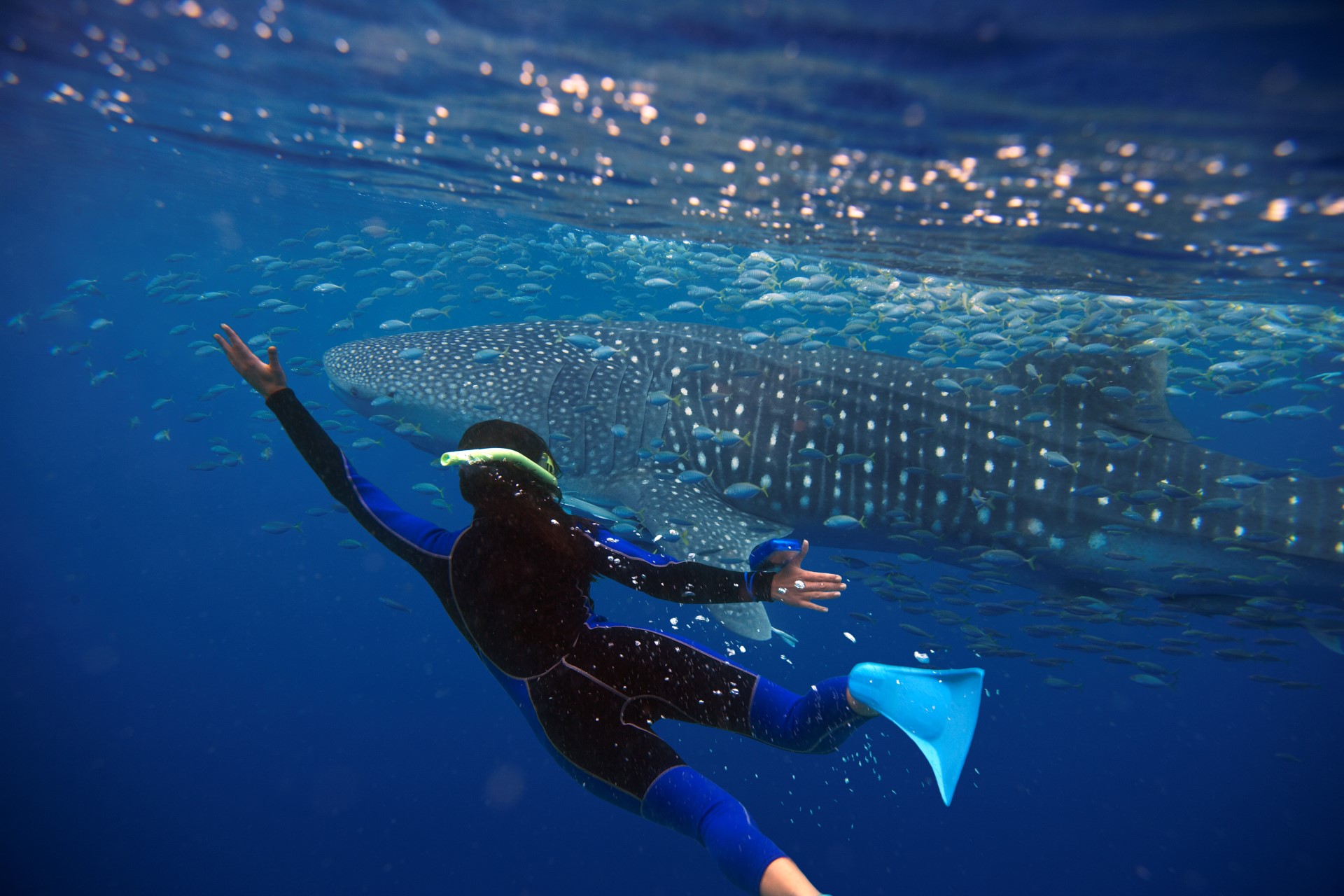 Mit Walhaien schwimmen im Ningaloo Reef. Photo Credit: Tourism Australia Mit Walhaien schwimmen im Ningaloo Reef. Photo Credit: Tourism Australia