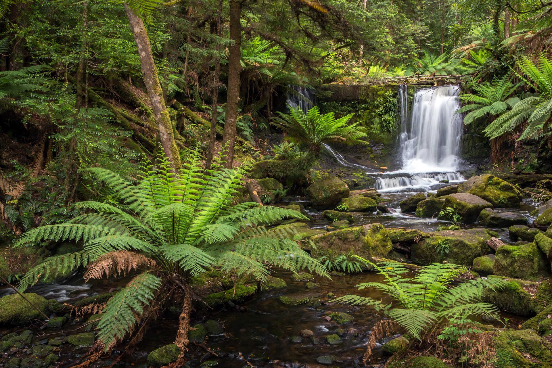Mount Field Nationalpark in Tasmaniens wildem Süden. Photo Credit: Daniel Spohn