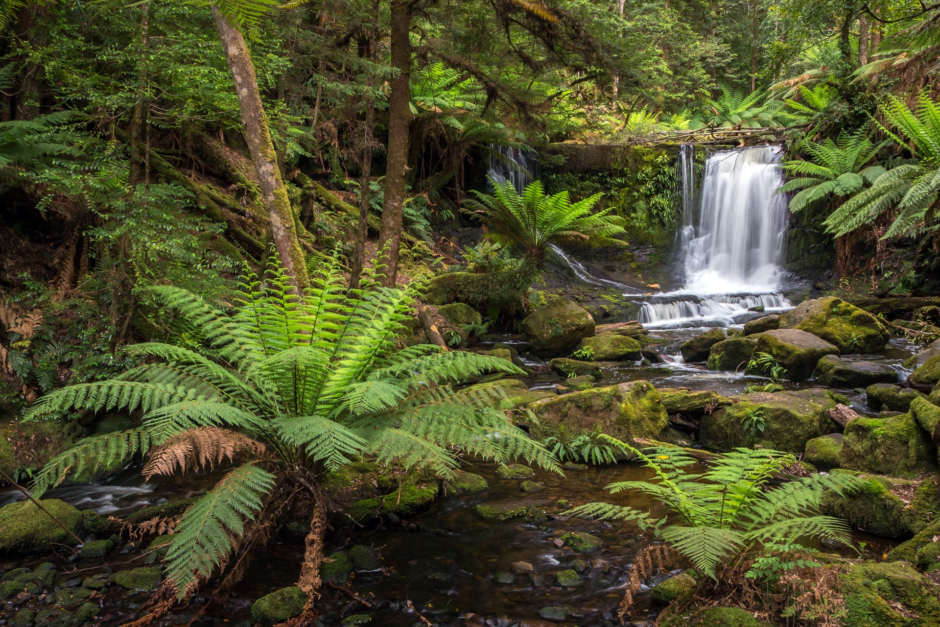 Mount Field Nationalpark in Tasmaniens wildem Süden. Photo Credit: Daniel Spohn Mount Field Nationalpark in Tasmaniens wildem Süden. Photo Credit: Daniel Spohn