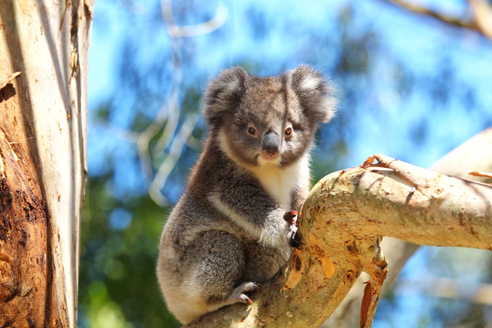 Koala. Photo Credit: Visit Victoria