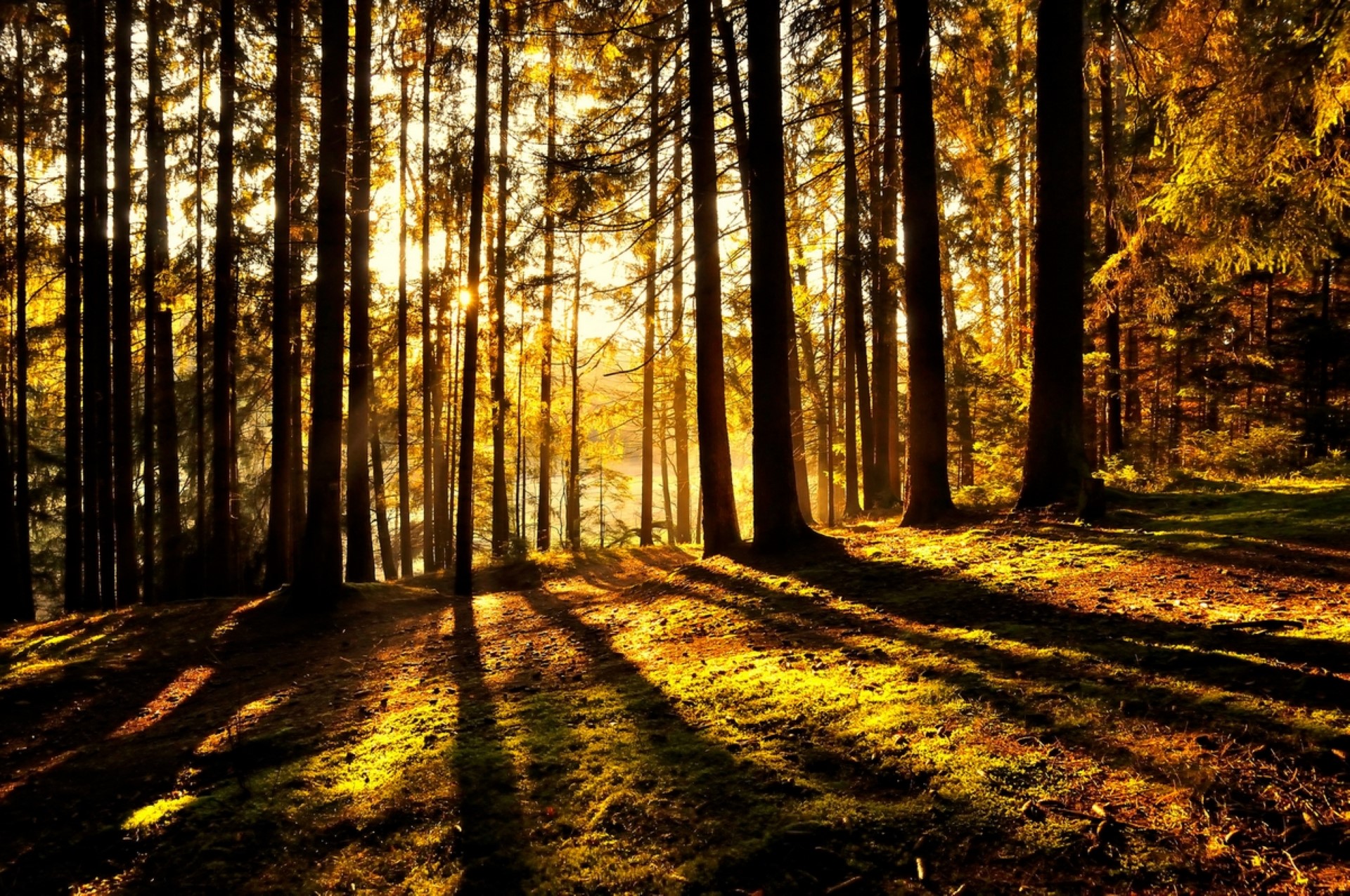 Wandern durch die herbstlich verfärbten Wälder oder hinauf auf die charakteristischen Zeugenberge. Photo Credit: Tourismusverband Ostbayern | H. Fabian Wandern durch die herbstlich verfärbten Wälder oder hinauf auf die charakteristischen Zeugenberge. Photo Credit: Tourismusverband Ostbayern | H. Fabian