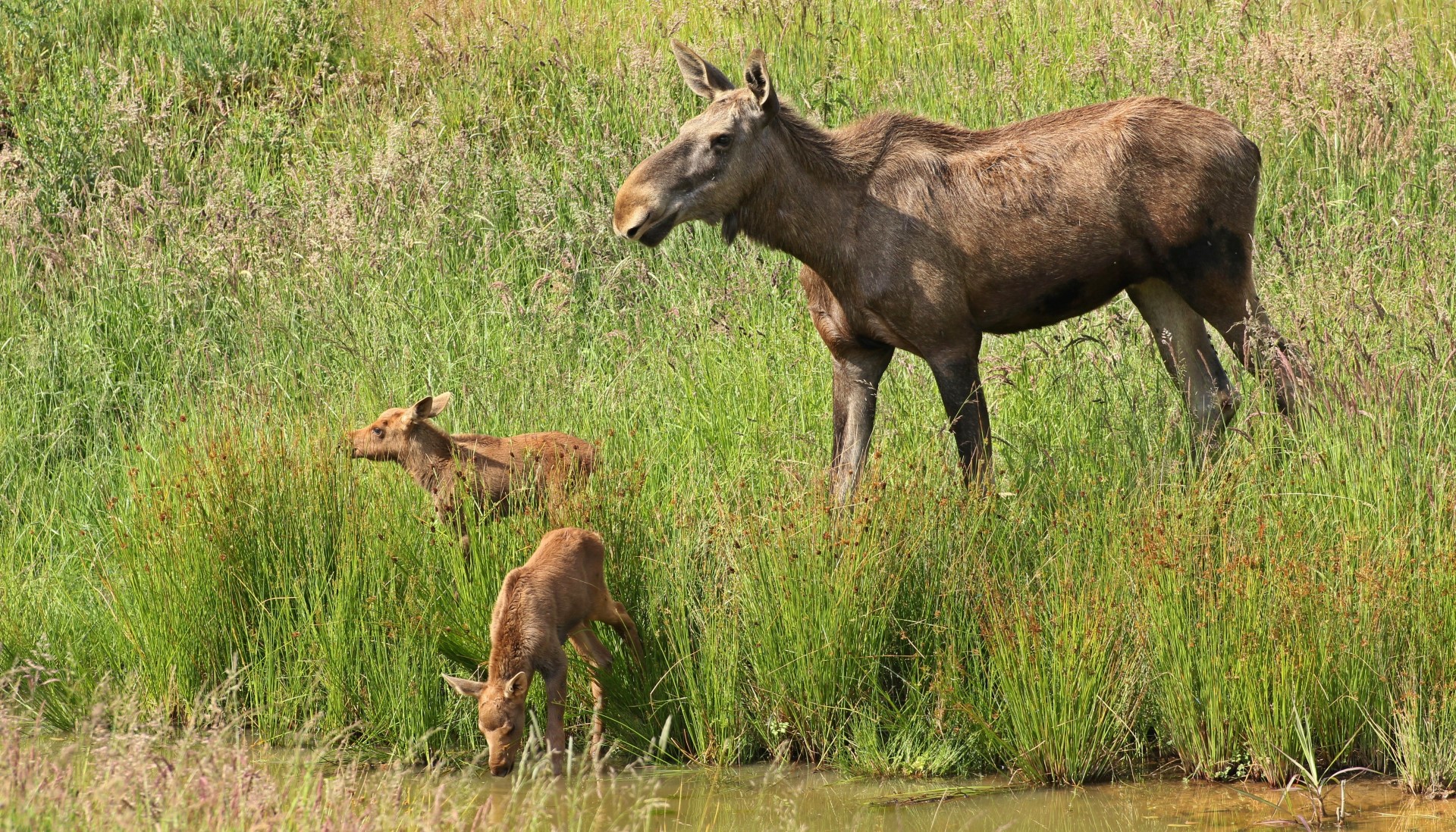 Elchkuh mit Nachwuchs. Photo Credit: kurz-mal-weg.de Elchkuh mit Nachwuchs. Photo Credit: kurz-mal-weg.de