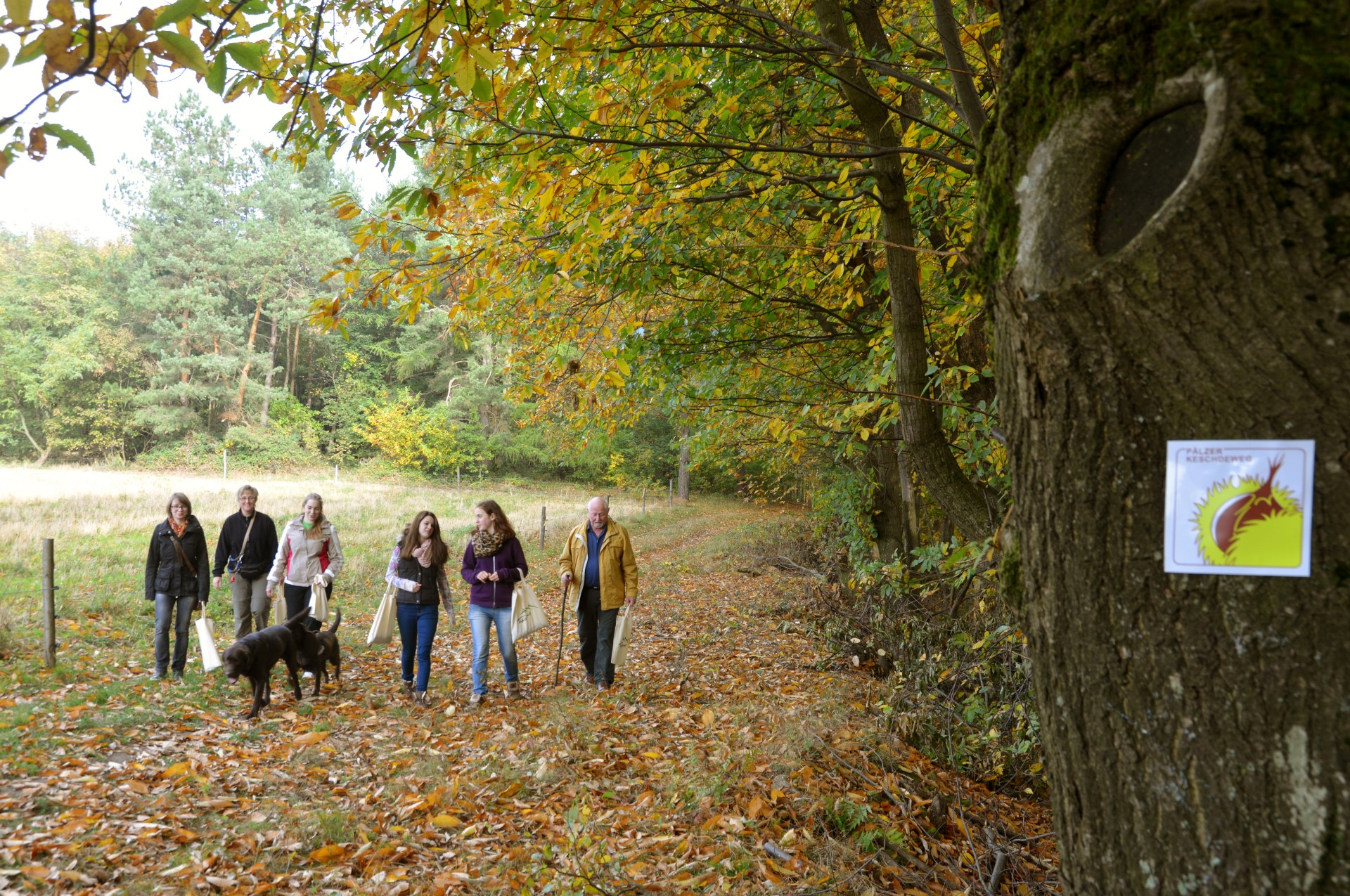 Wanderer auf dem Keschdeweg. Photo Credit: Axel Brachat, Bildarchiv Südliche Weinstraße e.V. Wanderer auf dem Keschdeweg. Photo Credit: Axel Brachat, Bildarchiv Südliche Weinstraße e.V.