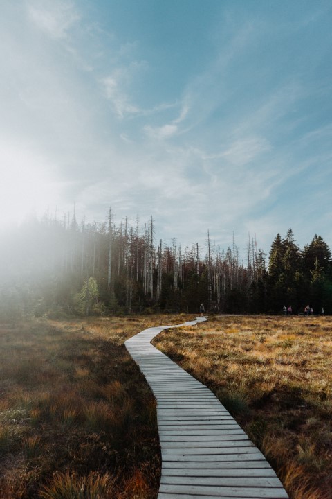 Weg im Harz. Credit: Marina Reich