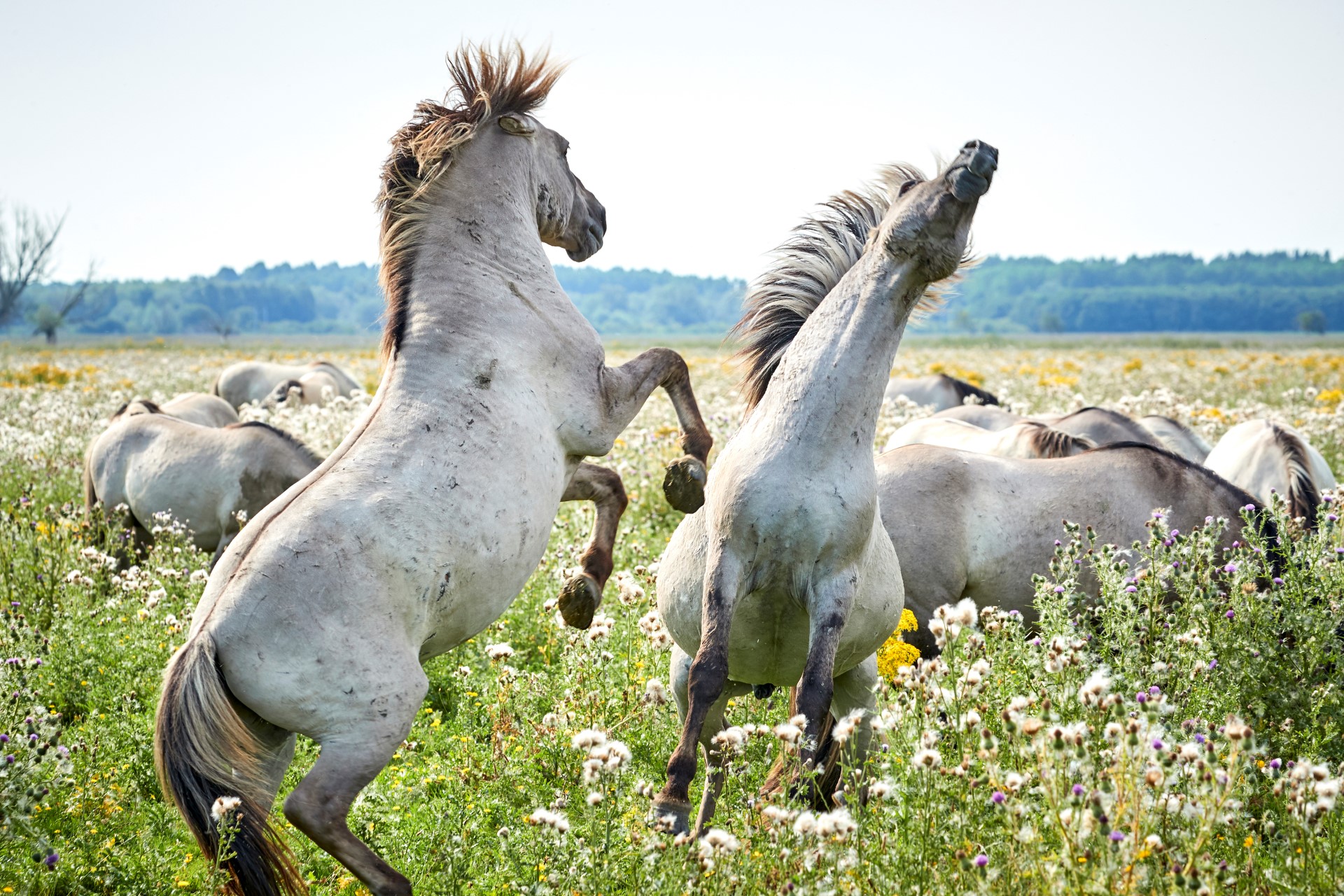 Oostvaarder Plassen mit wilden Pferden. Photo Credit: llWrite