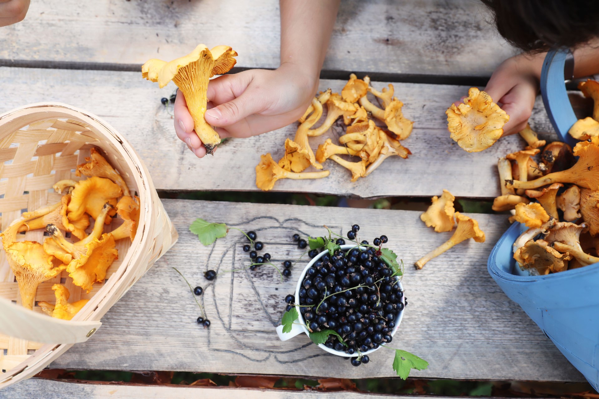 Beeren und Pilze aus der finnischen Natur. Photo Credit: Harri Tarvainen | North Karelia | Visit Finland