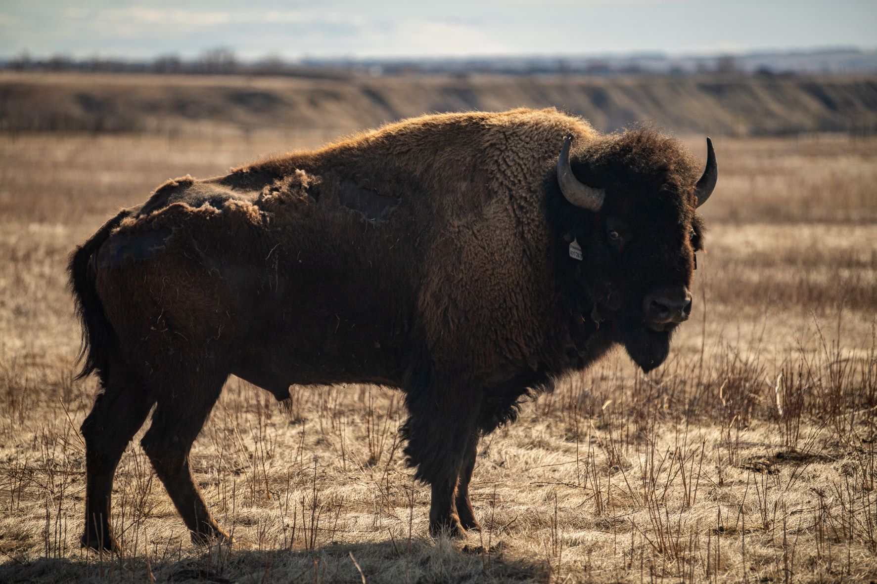 Bison-Bulle. Photo Credit: Wanuskewin