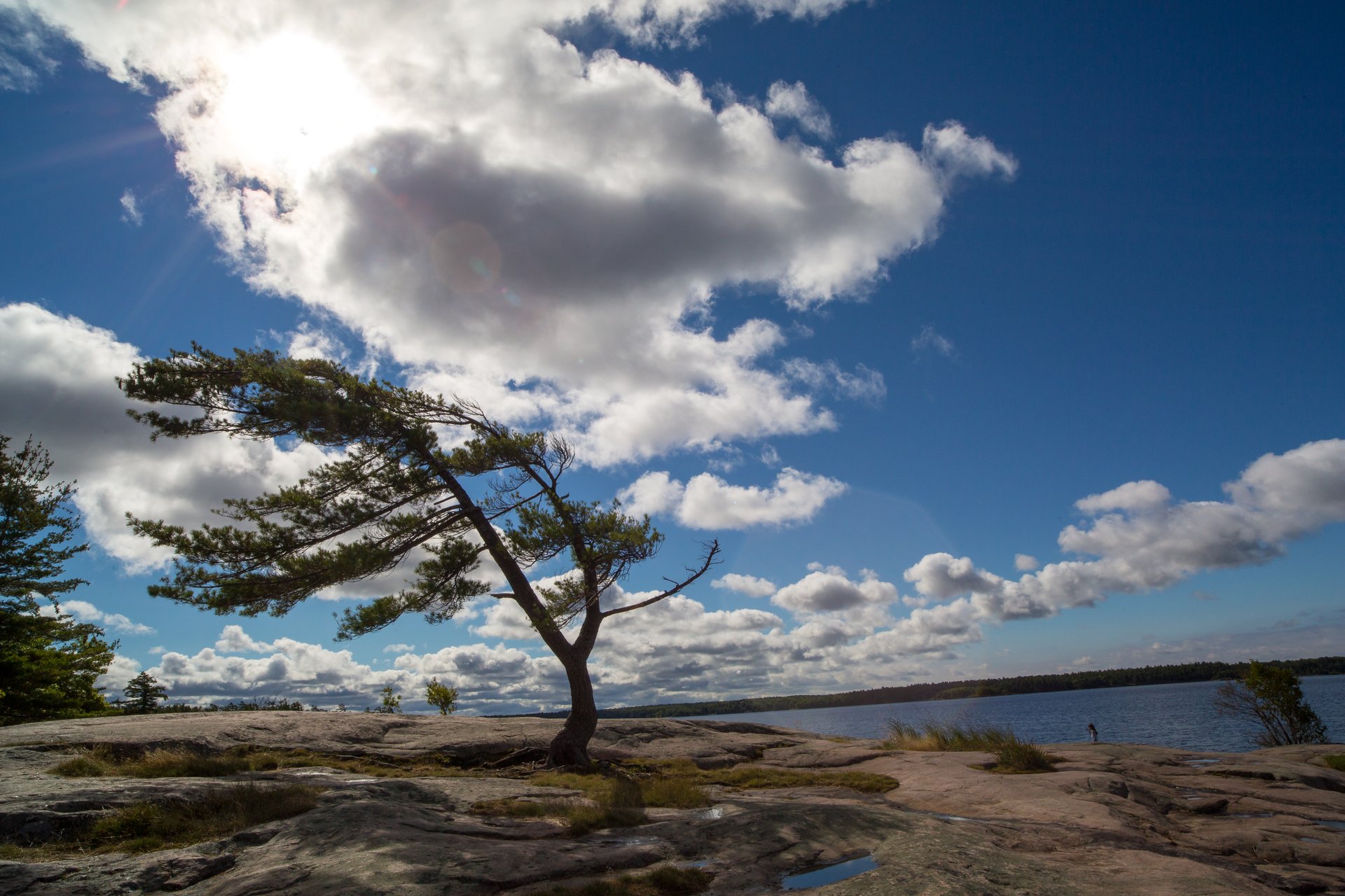 Vom Wind gezeichnete Pinien im Killbear Provincial Park © Destination Ontario