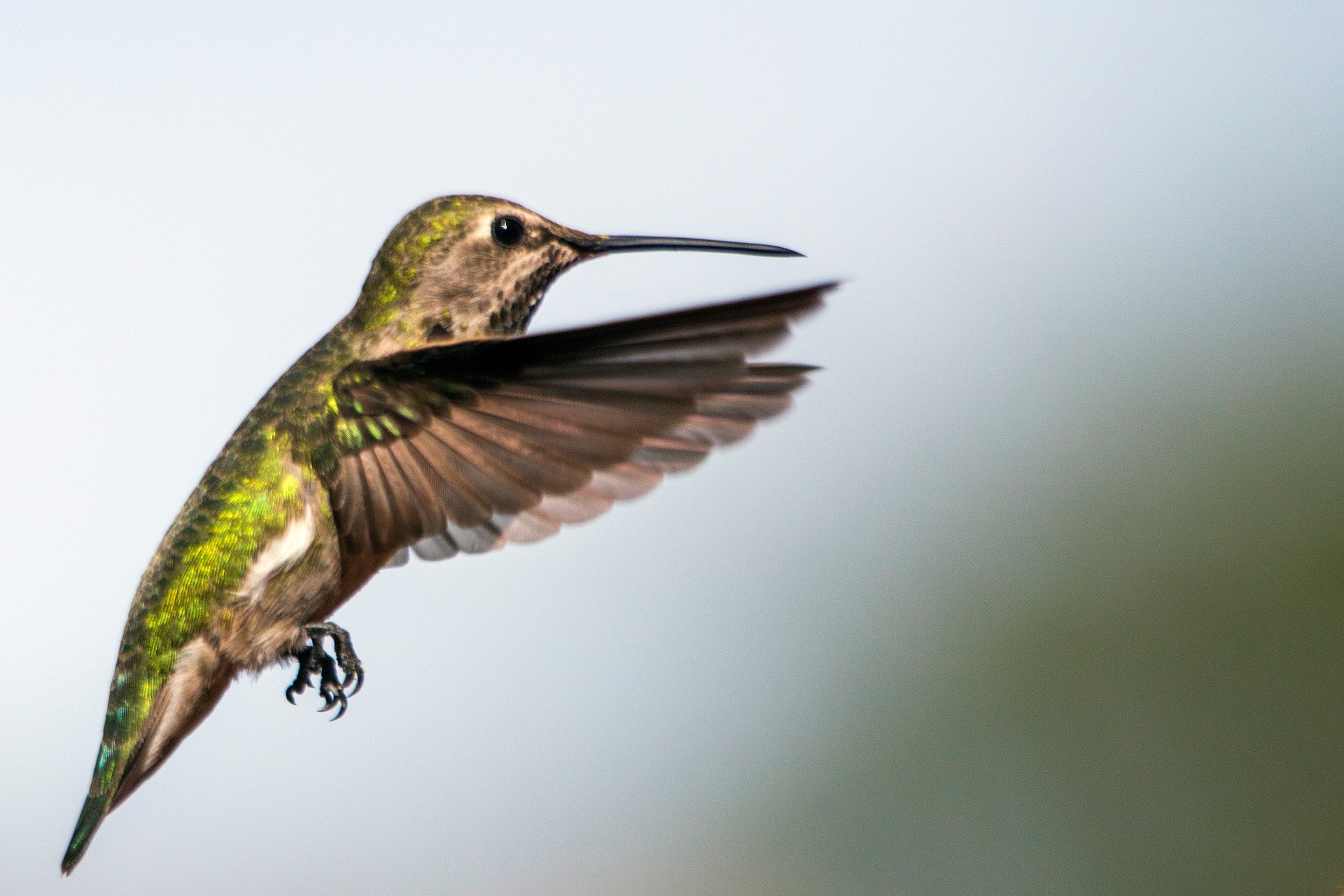 Vogel im Madera Canyon. Photo Credit: Andrés Lobato