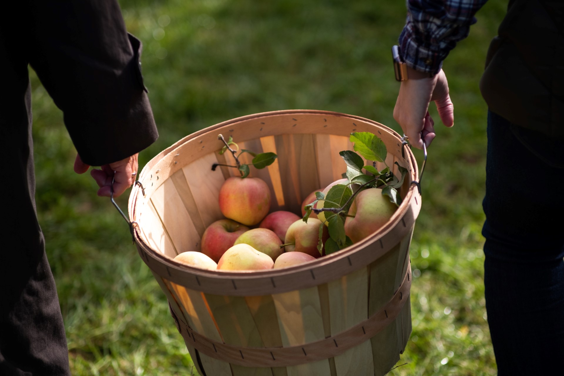 Apfelernte. Photo Credit: Ryan Arnst | Discover Long Island Apfelernte. Photo Credit: Ryan Arnst | Discover Long Island