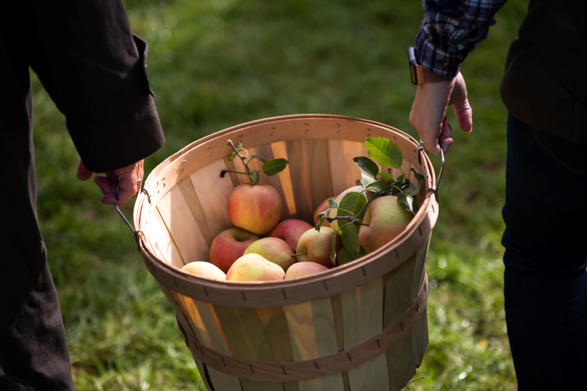 Apfelernte. Photo Credit: Ryan Arnst | Discover Long Island