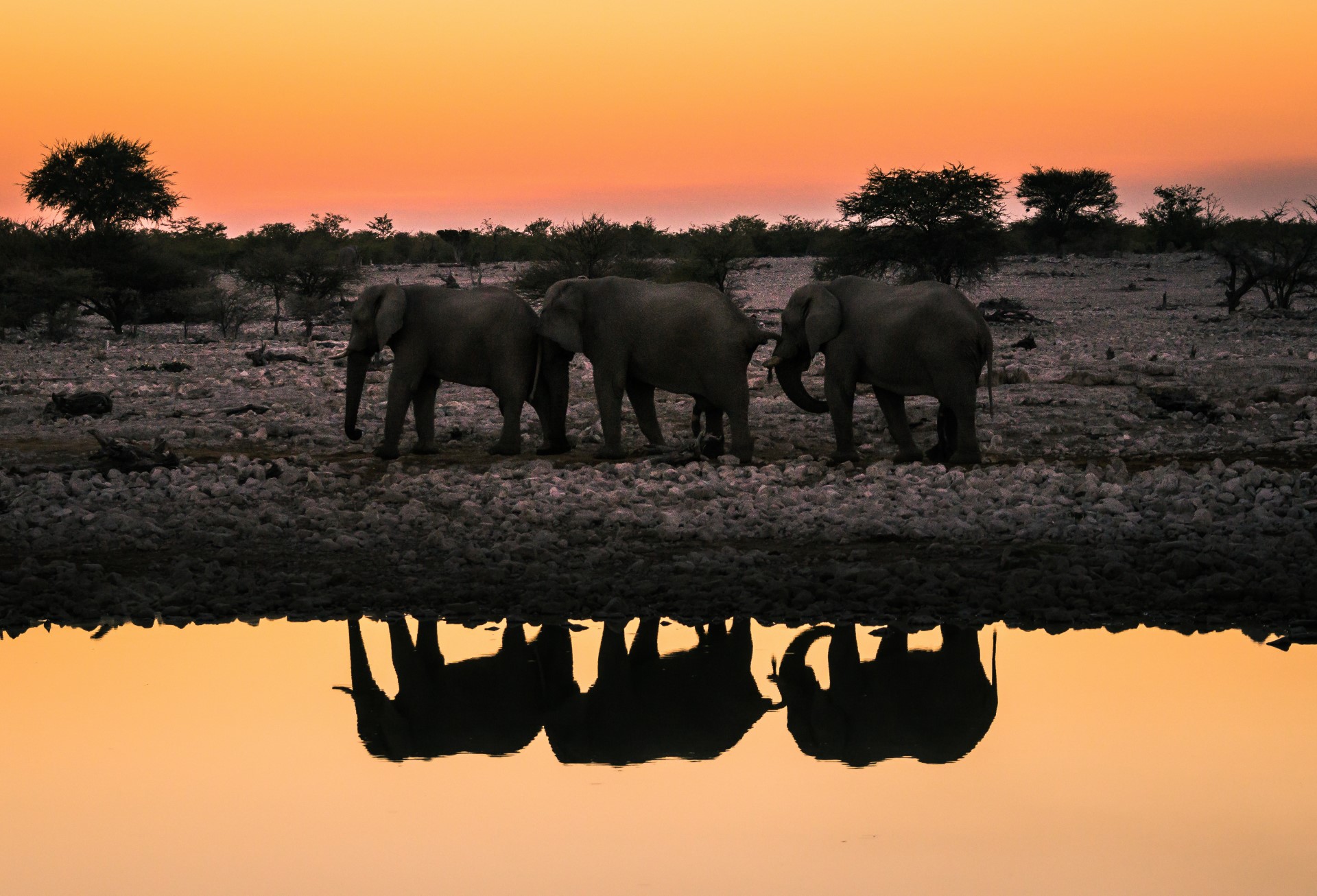 Etosha National Park (Namibia)