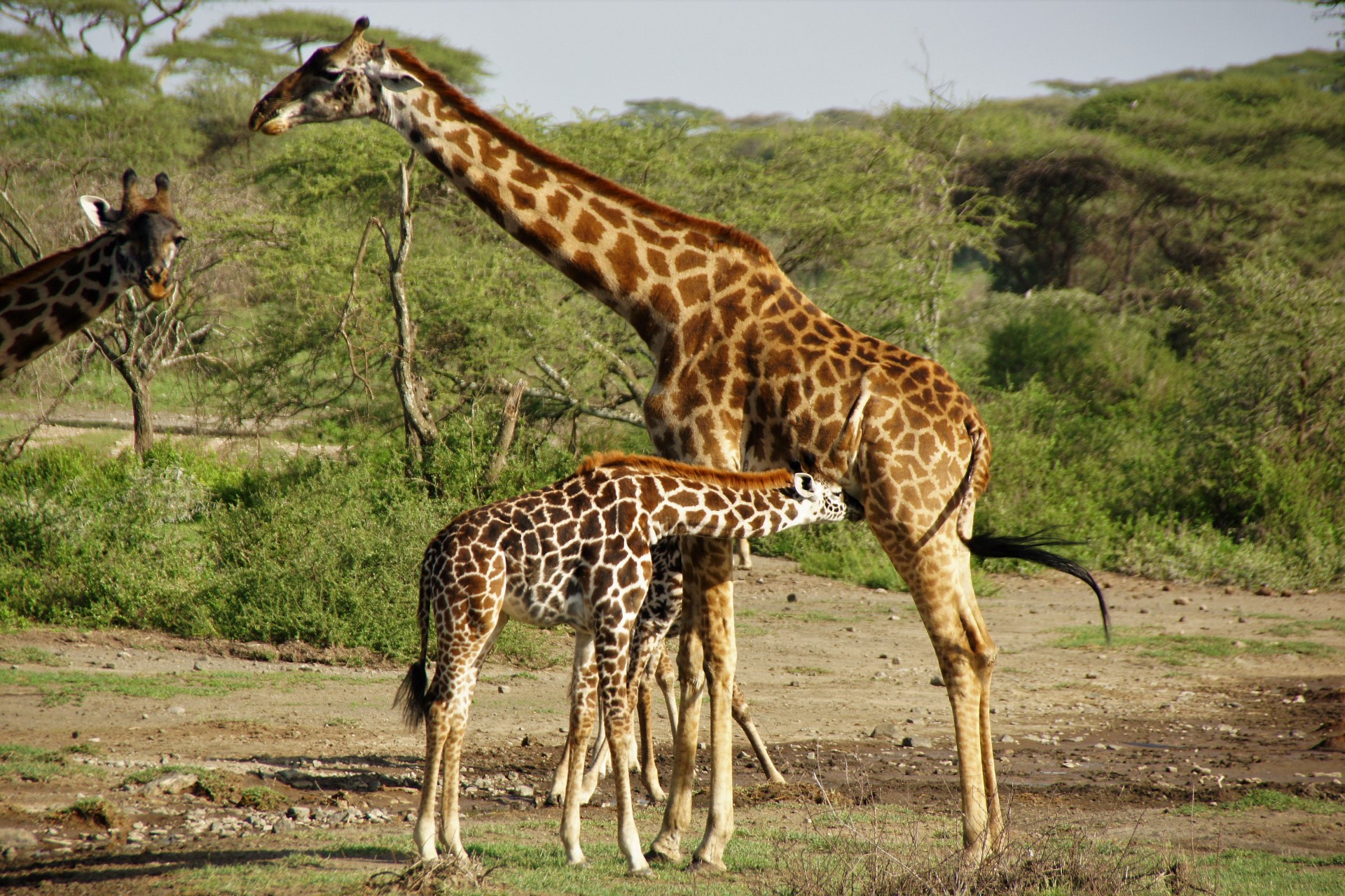 In den fruchtbaren Waldgebieten Tansanias begegnen die Abenteurer umherstreifenden Giraffen. Foto: djd | Klüger Reisen | Dustin Klüger
