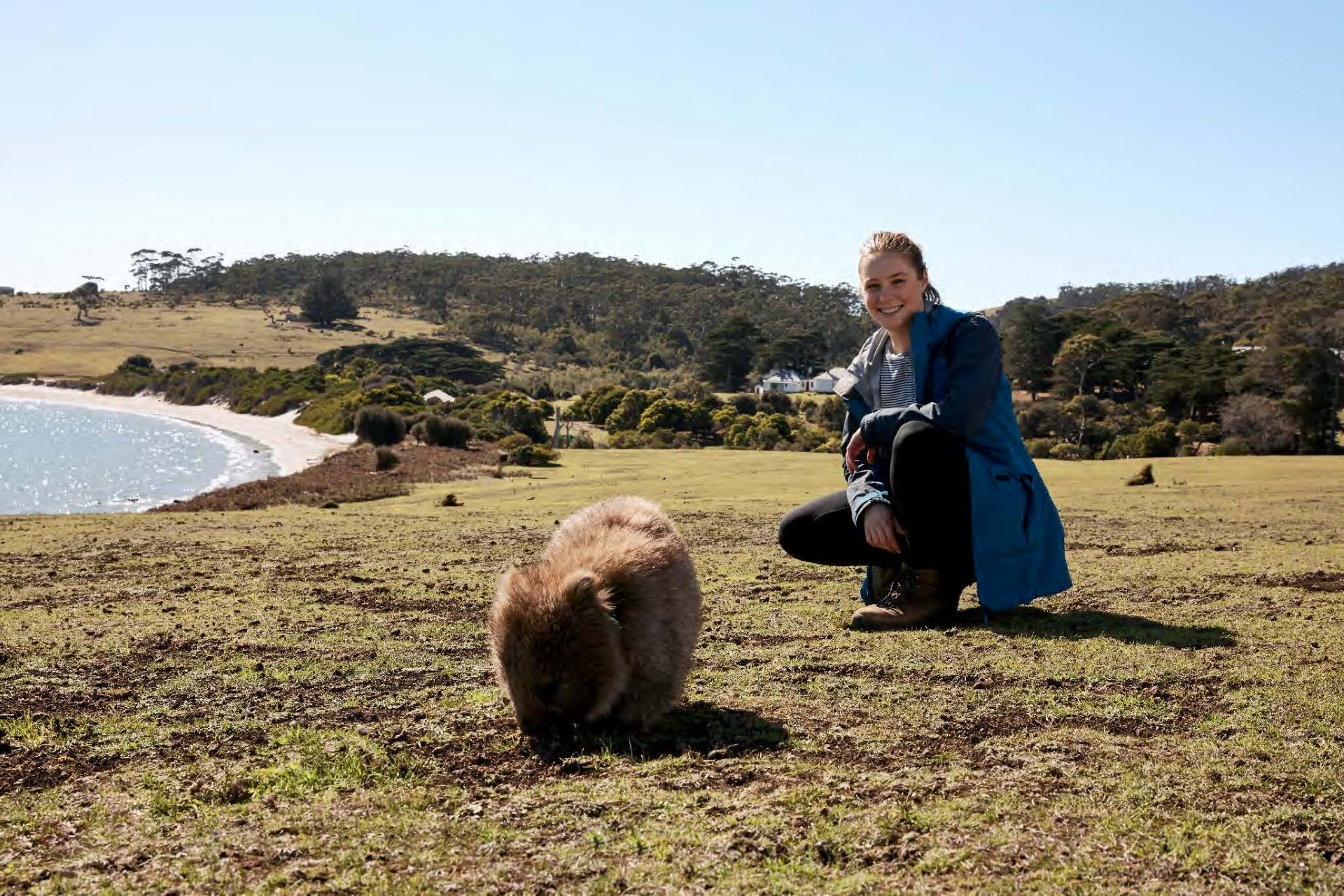 Der Wombat ist mit knapp einem Meter kaum zu übersehen. Photo Credit: Tourism Australia