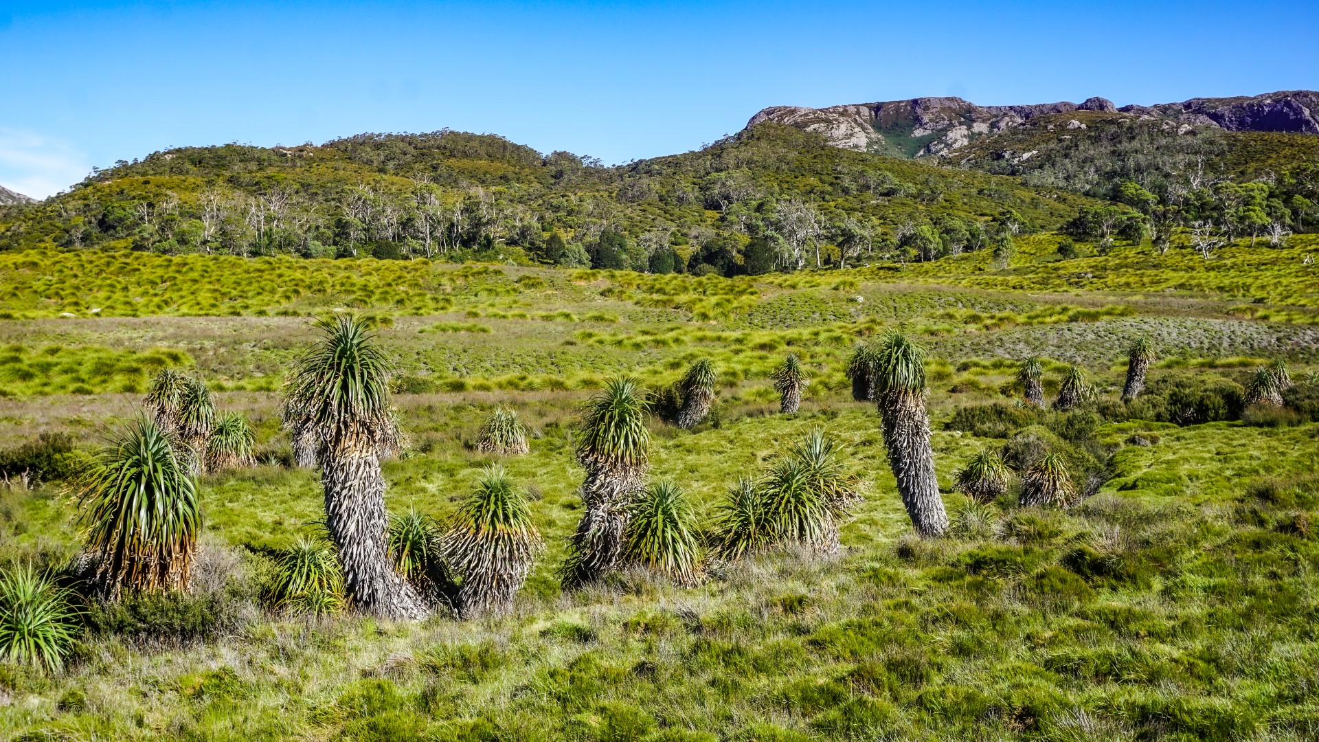 Pandana Trees am Overland Track (Tasmanien). Foto: Fietzek-Travel