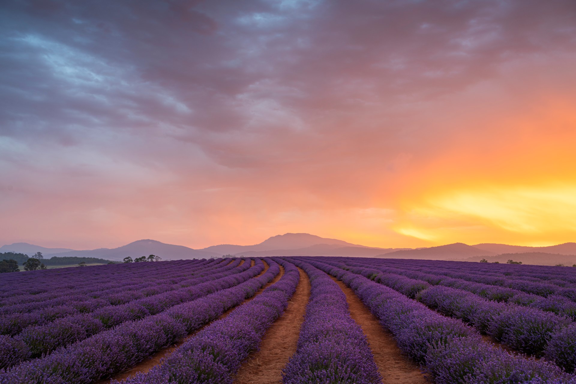 Die farbenfrohe Landschaft der Lavender Filds. Photo Credit: Luke Tscharke