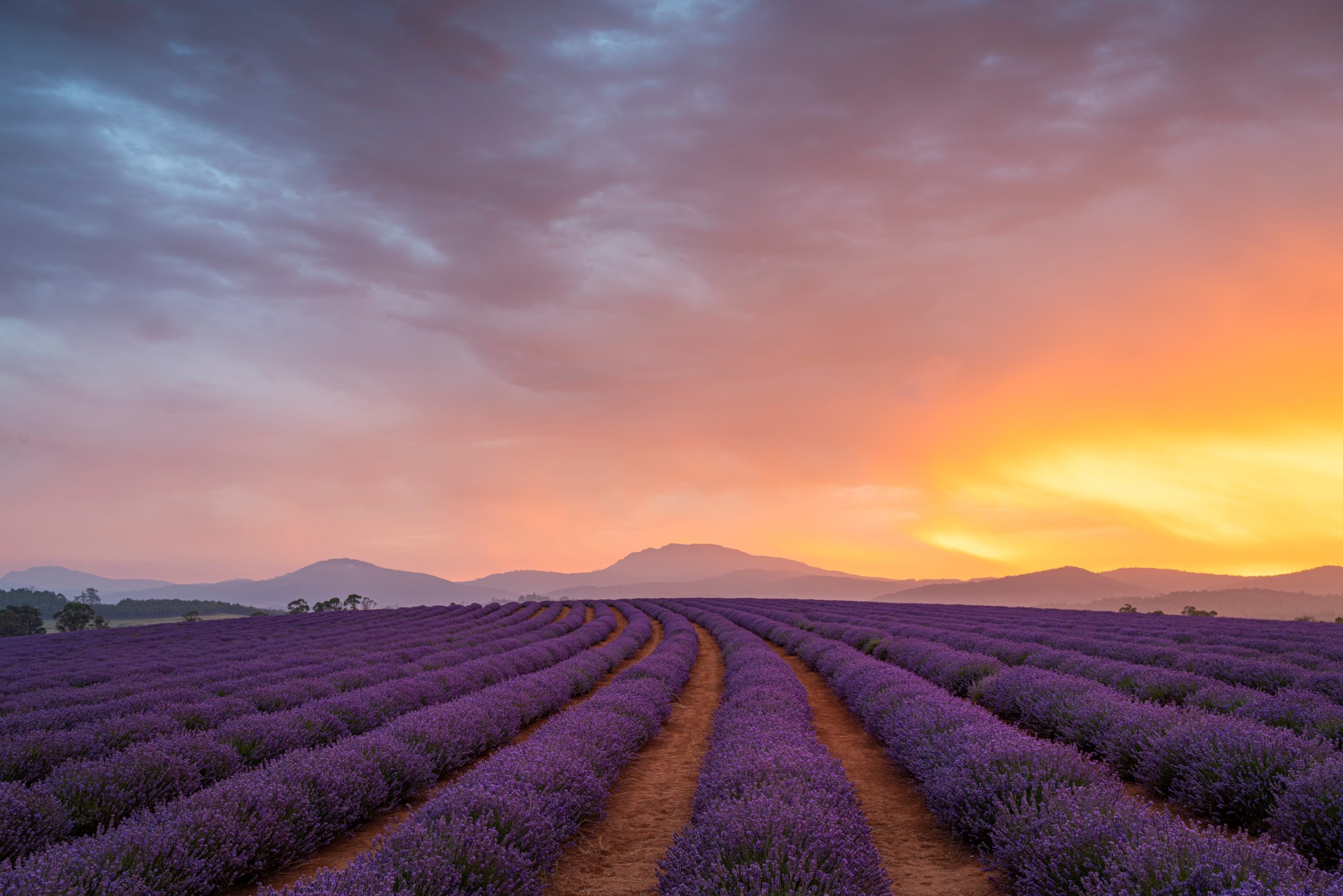 Die farbenfrohe Landschaft der Lavender Filds. Photo Credit: Luke Tscharke Die farbenfrohe Landschaft der Lavender Filds. Photo Credit: Luke Tscharke