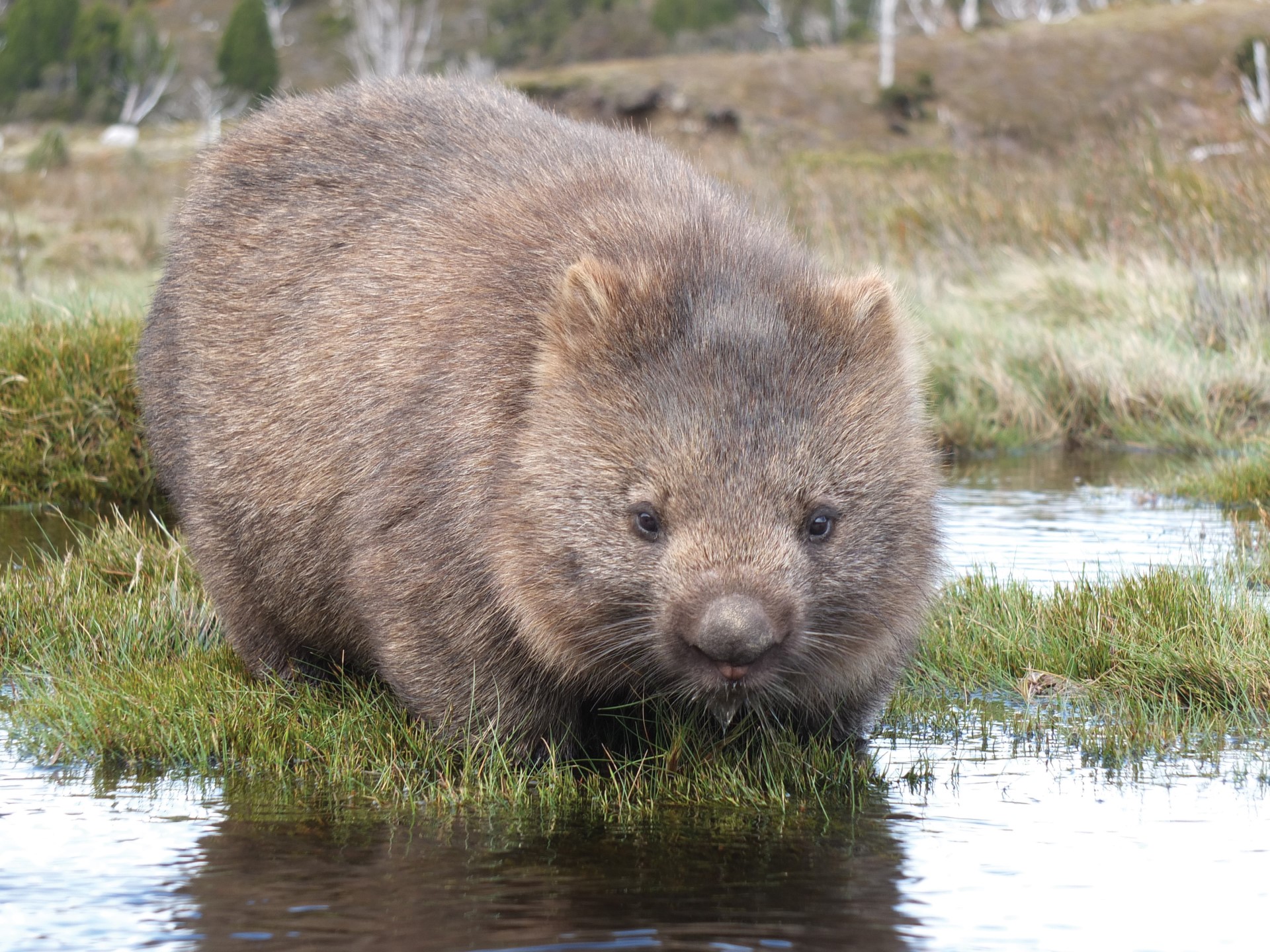 Tasmanischer Wombat. Photo Credit: Tourism Tasmania | Masaaki Alhara Tasmanischer Wombat. Photo Credit: Tourism Tasmania | Masaaki Alhara
