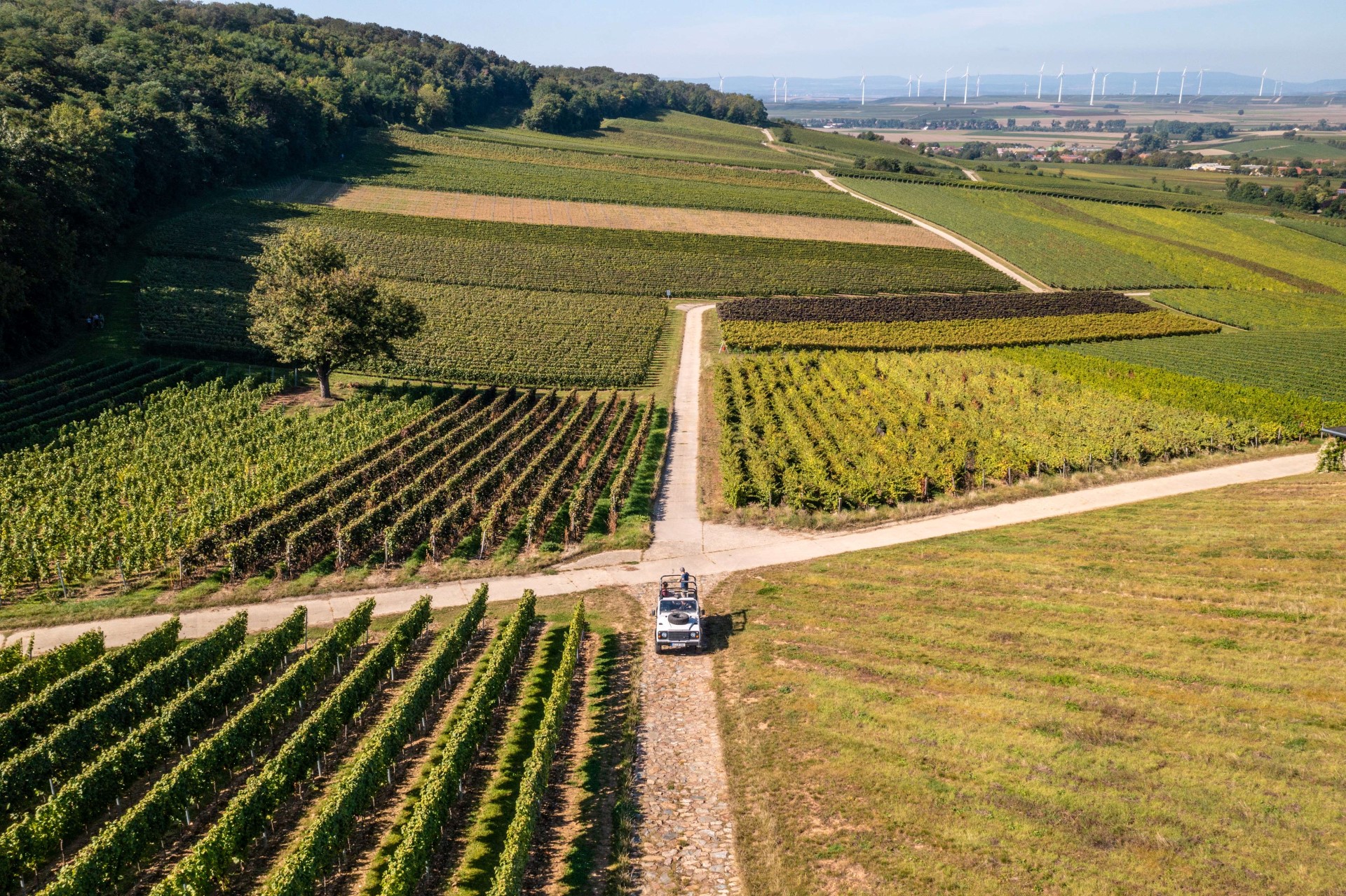 Weinsafari in Lonsheim. Foto: Dominik Ketz