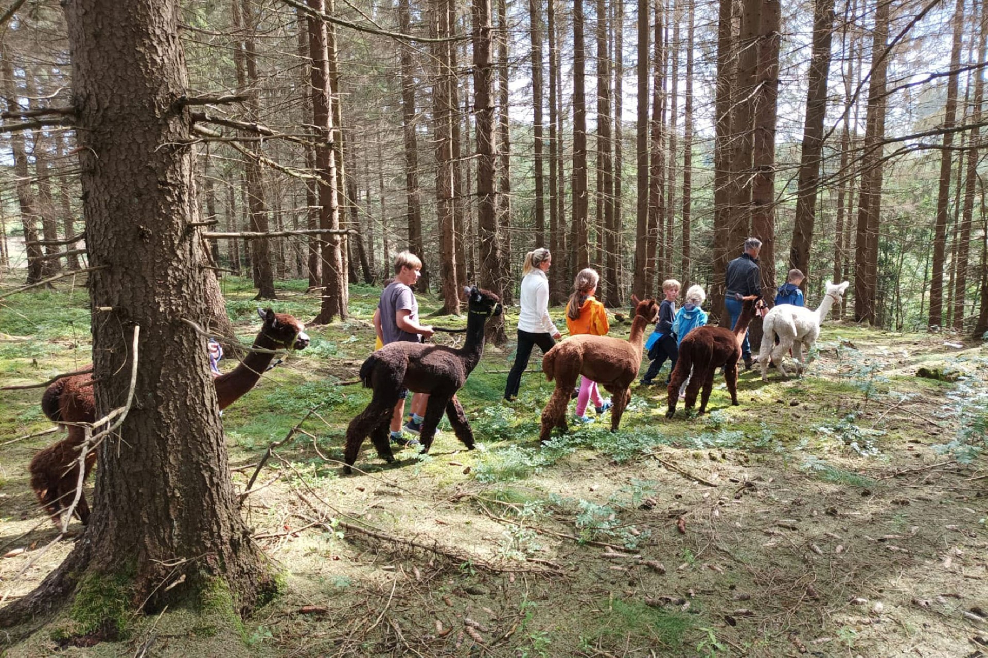 Im Oberharz können Familien mit Alpakas wandern gehen. Foto: djd | Stadt Oberharz am Brocken | Sanssouci Alpakas Oberharz Im Oberharz können Familien mit Alpakas wandern gehen. Foto: djd | Stadt Oberharz am Brocken | Sanssouci Alpakas Oberharz