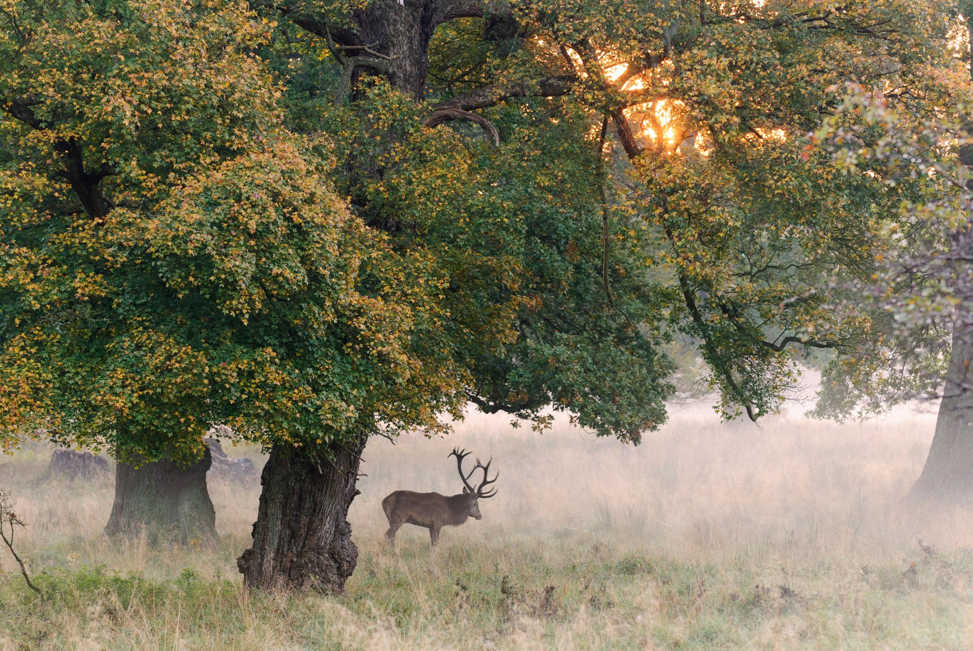 Mit etwas Glück oder kundiger Führung lassen sich die Rothirsche im Morgennebel bei der Brunft beobachten. Foto: djd | TourismusMarketing Niedersachsen | Dieter Damschen Mit etwas Glück oder kundiger Führung lassen sich die Rothirsche im Morgennebel bei der Brunft beobachten. Foto: djd | TourismusMarketing Niedersachsen | Dieter Damschen