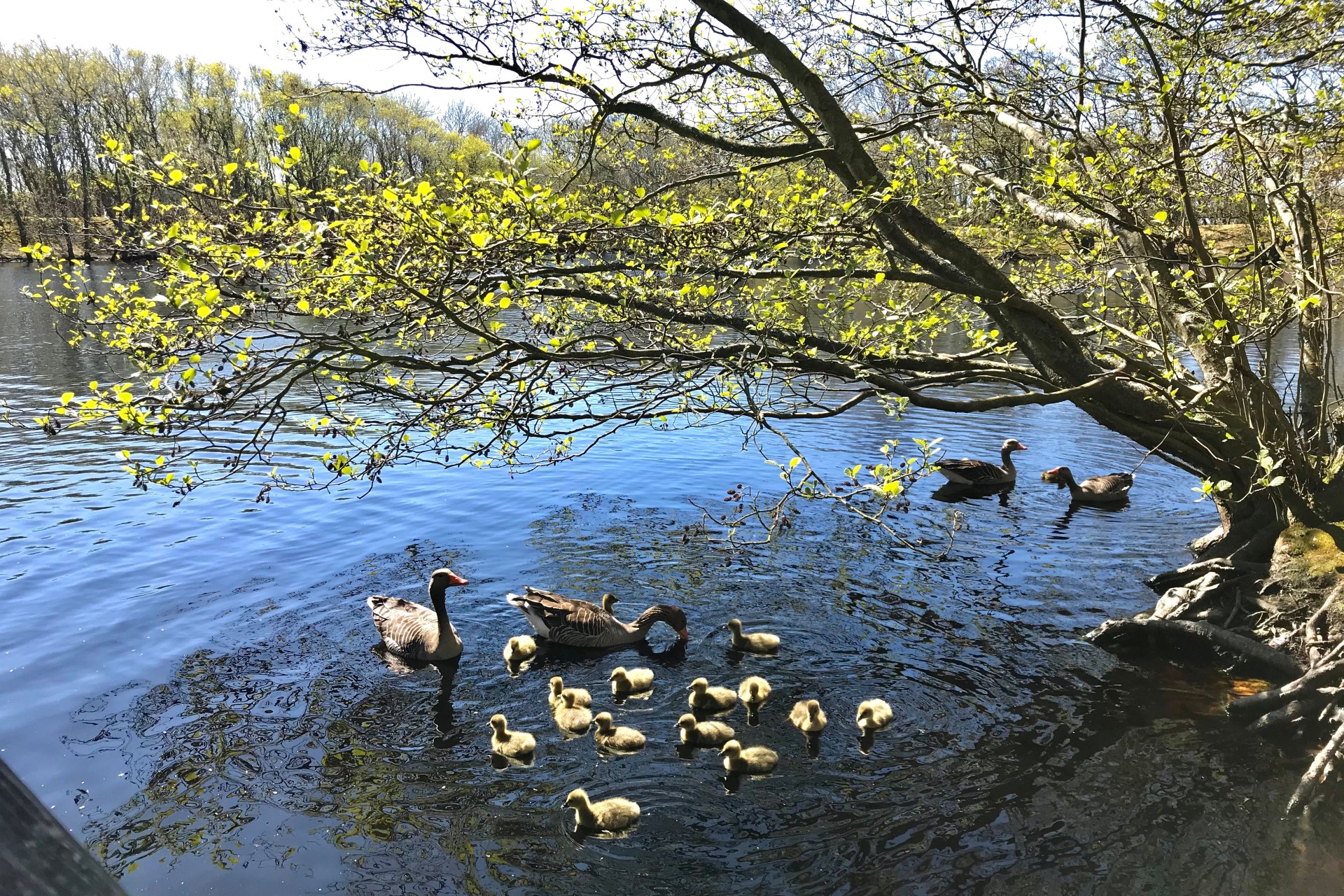 Sehenswert auf Amrum ist die Vogelkoje, ein Naturparadies mit Gänsen, Enten und anderen Tieren. Foto: djd | AmrumTouristik | K. Tadsen Sehenswert auf Amrum ist die Vogelkoje, ein Naturparadies mit Gänsen, Enten und anderen Tieren. Foto: djd | AmrumTouristik | K. Tadsen