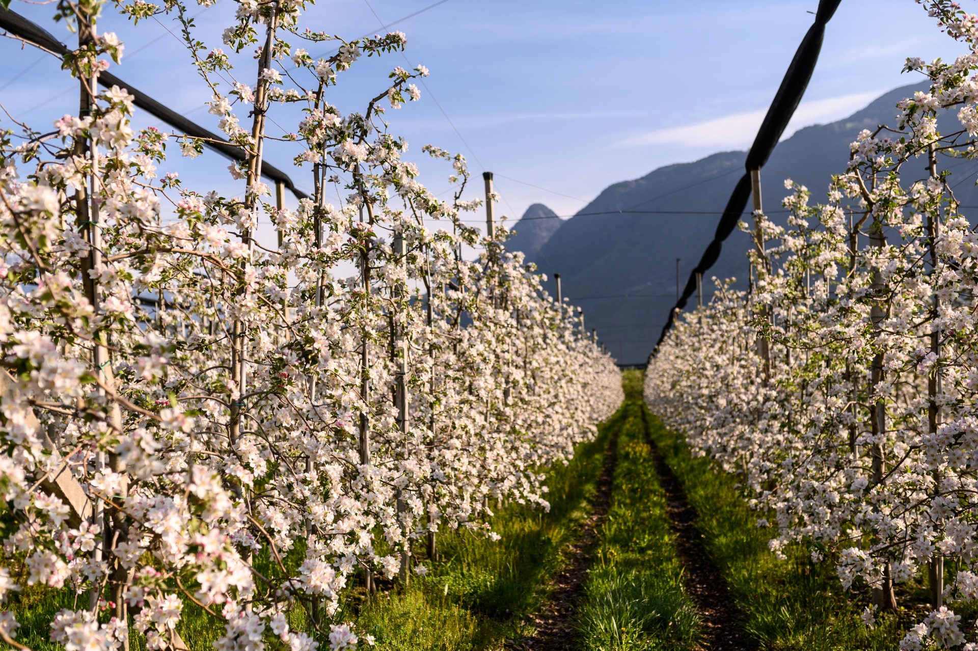 Frühling in der Region Lana. Photo Credit: lanaregion.it | Patrick Schwienbacher Frühling in der Region Lana. Photo Credit: lanaregion.it | Patrick Schwienbacher