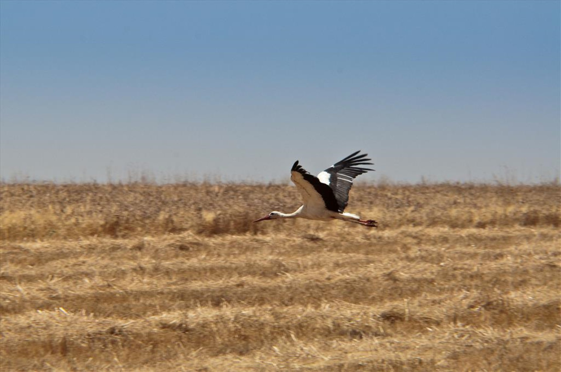 Foto: Alentejo Promotion Office