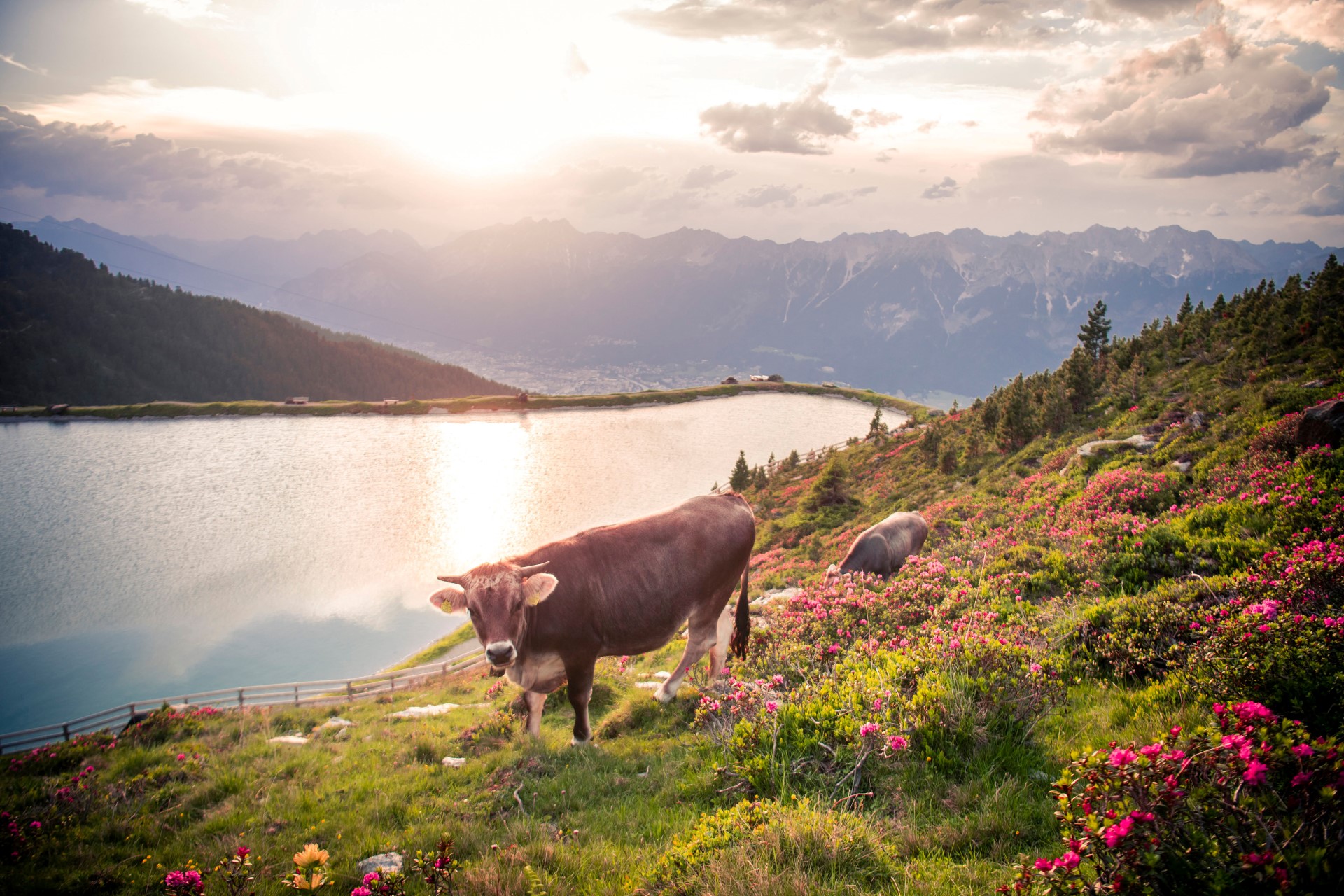 Im Frühjahr blühen die Almrosen. Foto: djd | Tourismusverband Region Hall-Wattens Im Frühjahr blühen die Almrosen. Foto: djd | Tourismusverband Region Hall-Wattens