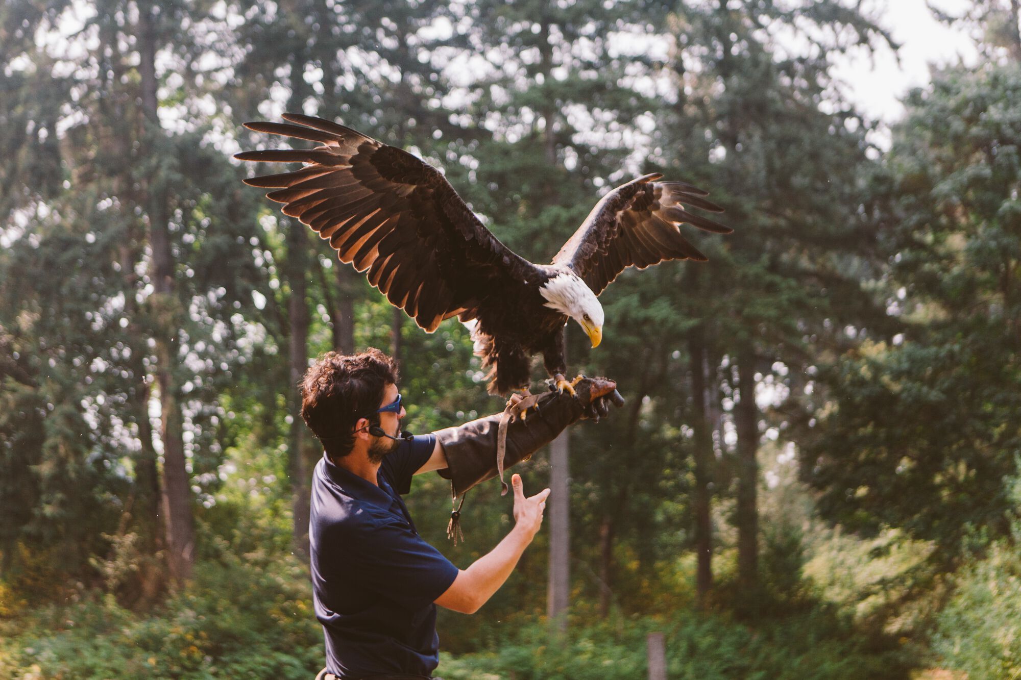 Weißkopfseeadler bei The Raptors. Foto: Destination Vancouver | Jordan Dyck