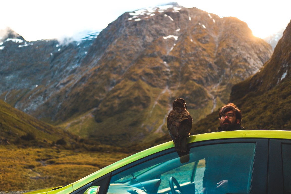 Ein Kea bei seiner Ein Kea bei seiner