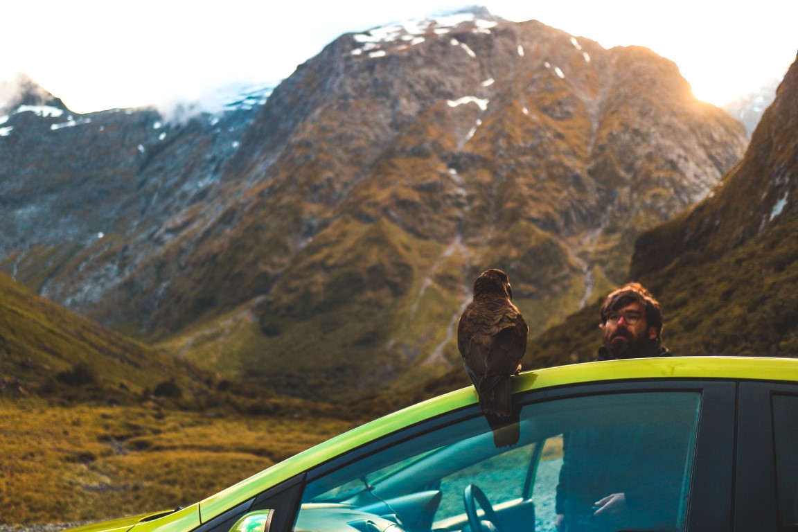 Ein Kea bei seiner 