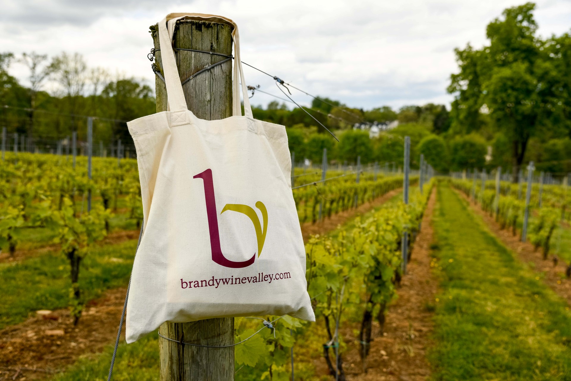 Chaddsford Vineyard. Foto: The Countryside of Philadelphia