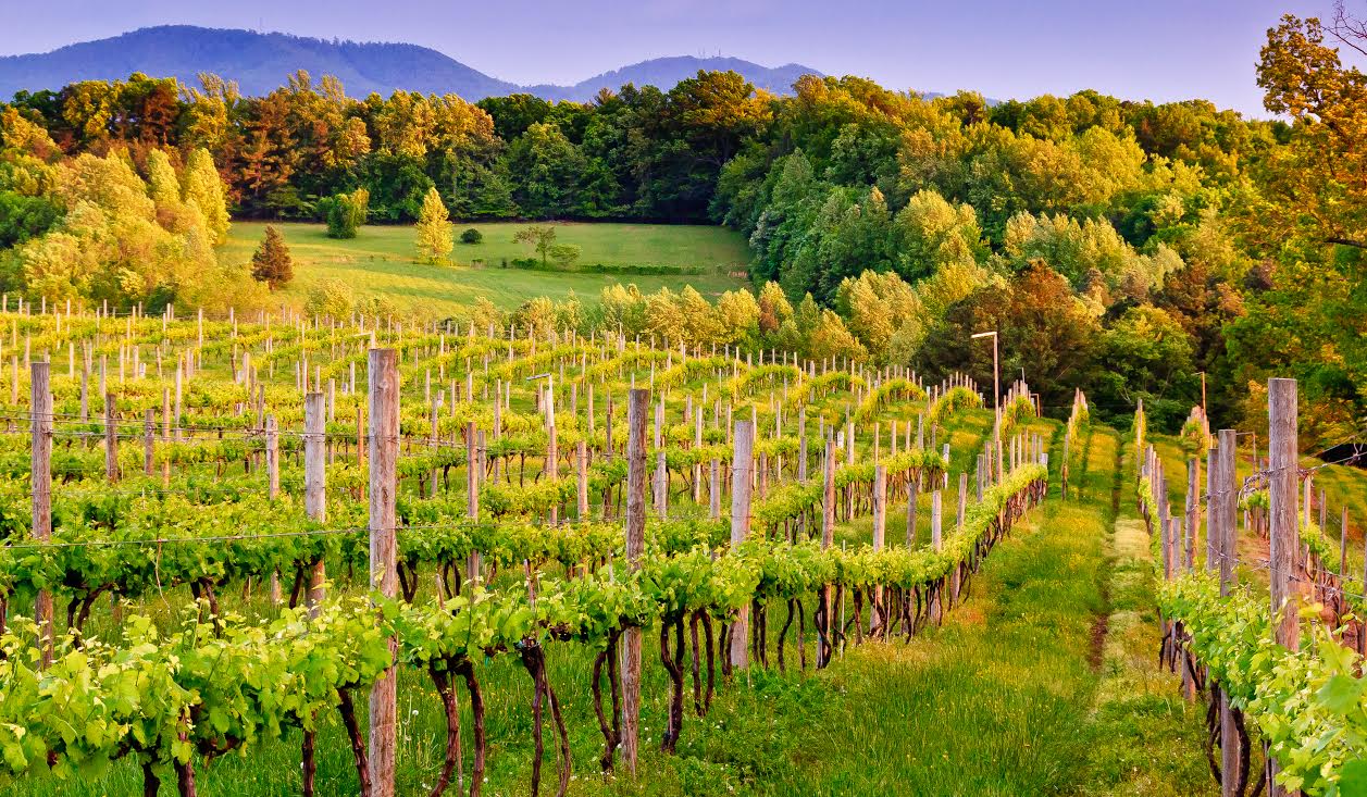 Weinberge in Charlottesville im Herbst. Photo Credit: Visit Charlottesville Weinberge in Charlottesville im Herbst. Photo Credit: Visit Charlottesville