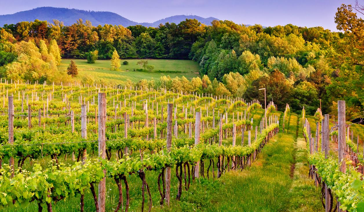 Weinberge in Charlottesville im Herbst. Photo Credit: Visit Charlottesville