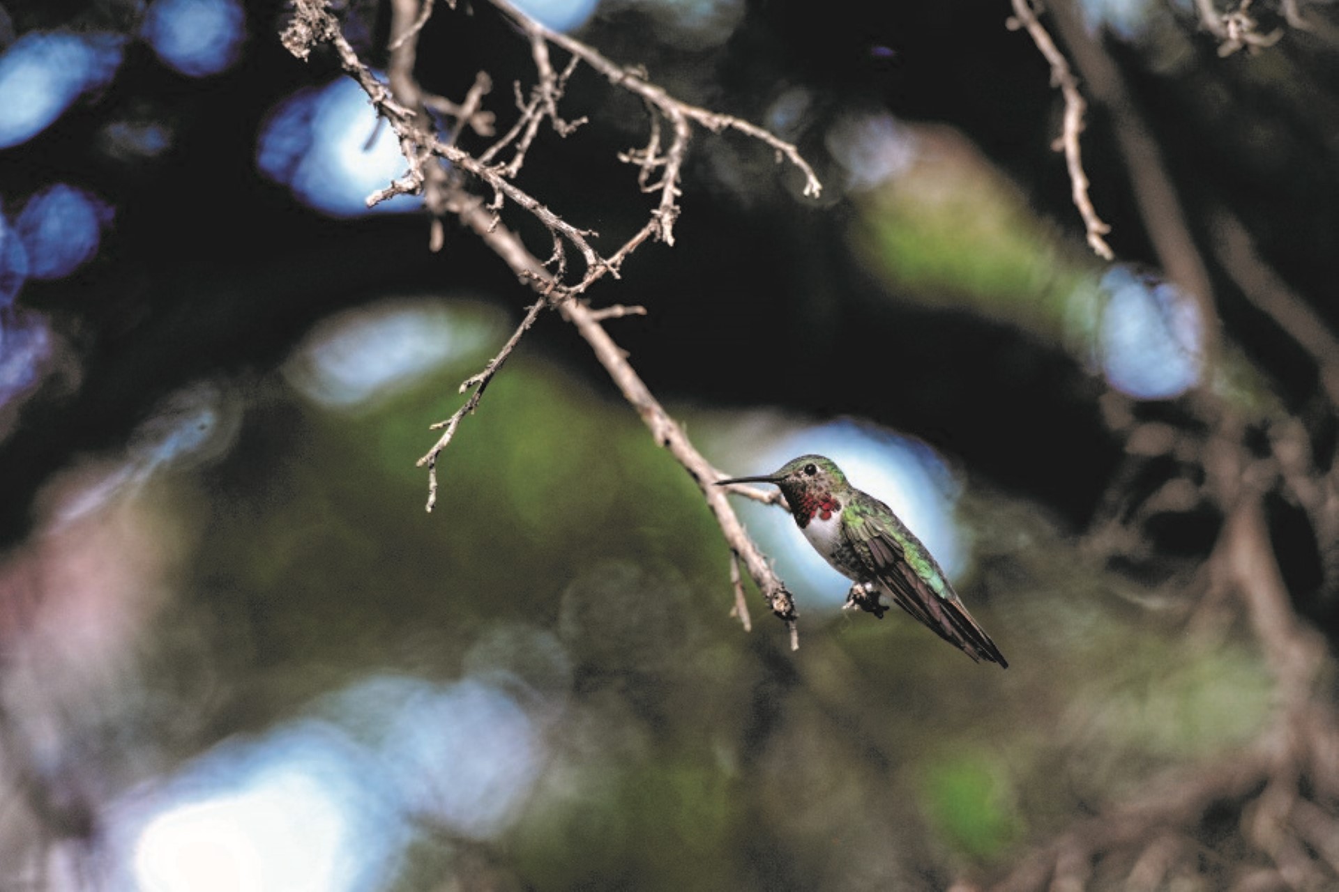 Kolibri im Sonora Desert Museum. Photo Credit: Christine C. Photographie