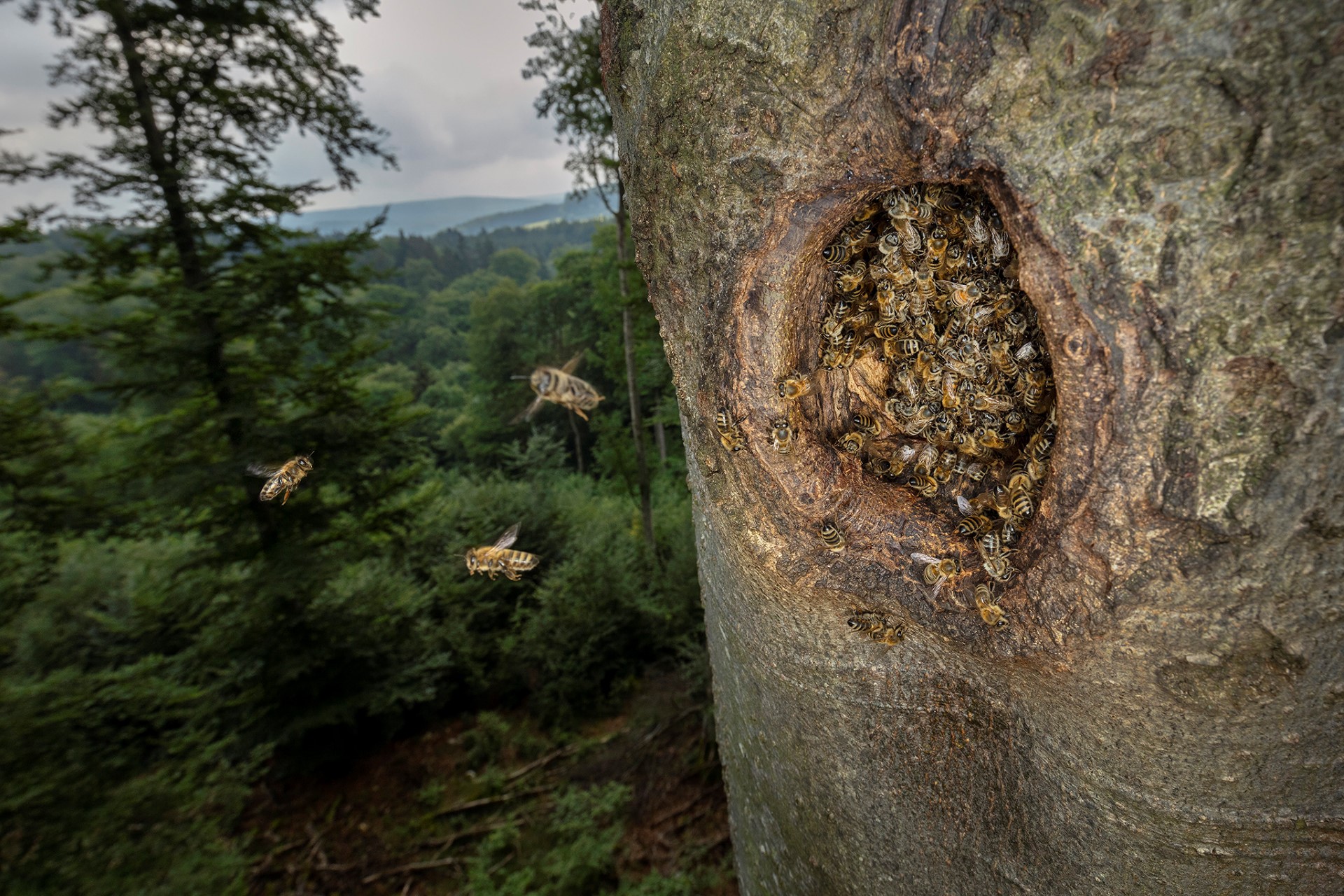 Foto: Ingo Arndt