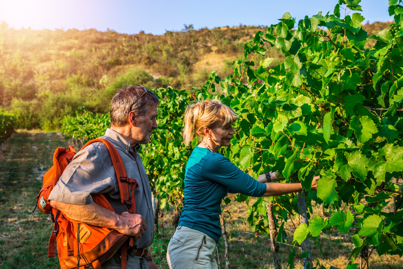 Wandern durch die Weinberge bei Bad Kösen. Foto: Saale-Unstrut-Tourismus e.V. | Transmedial Wandern durch die Weinberge bei Bad Kösen. Foto: Saale-Unstrut-Tourismus e.V. | Transmedial