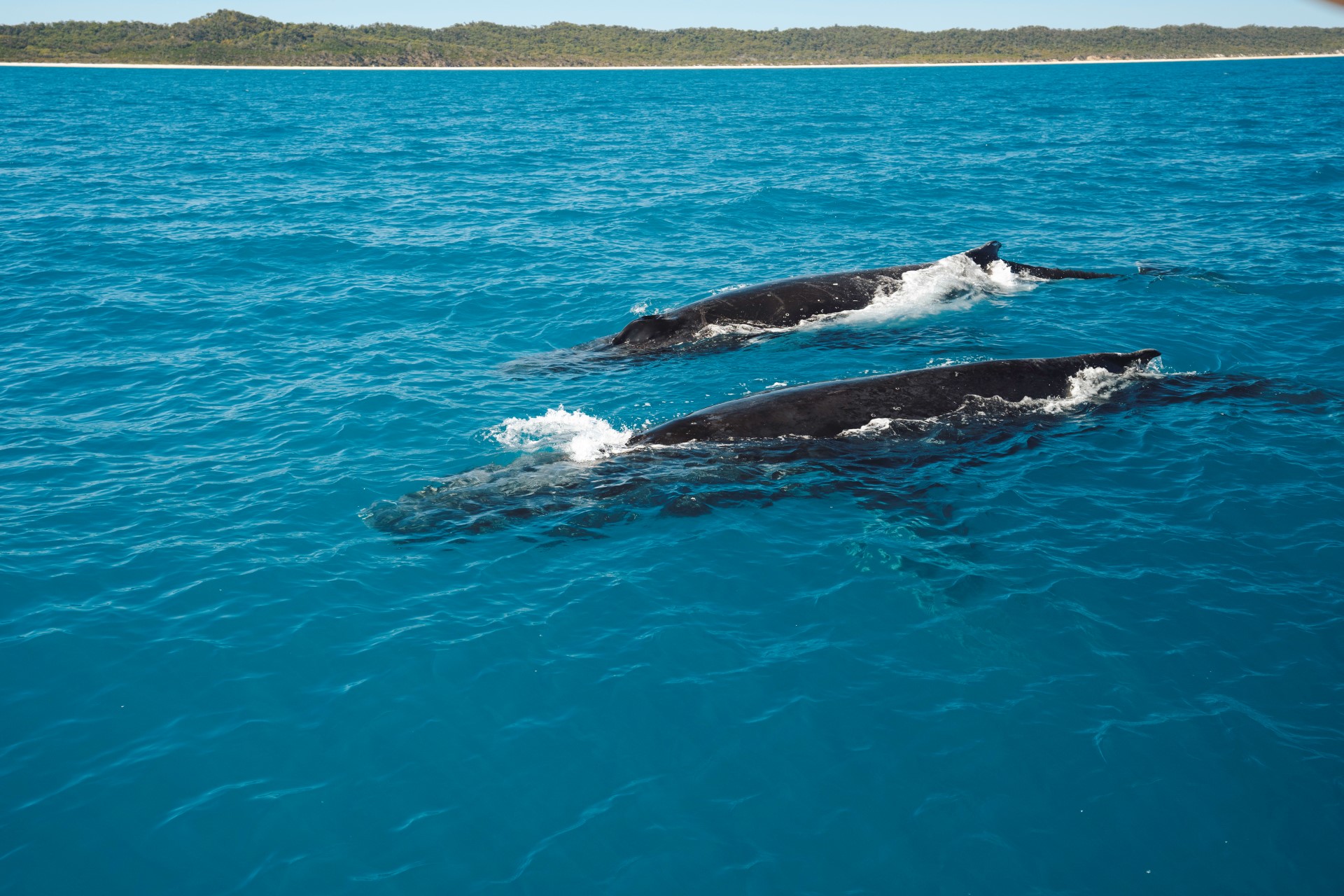 Begegnung mit Buckelwalen. Foto: Tourism and Events Queensland