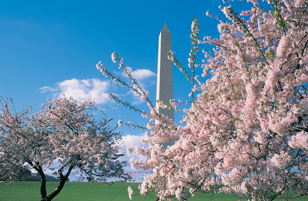 Kirschblüten in der Nähe des Washington Monument. Foto: washington.org