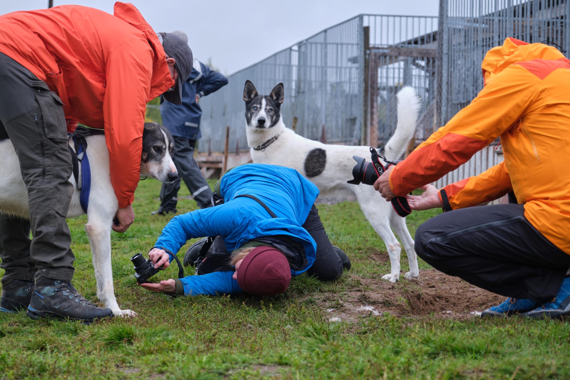 Zwingertag, Huskies Fotografieren und Zwingerleben porträtieren. Foto: Wildact Adventures