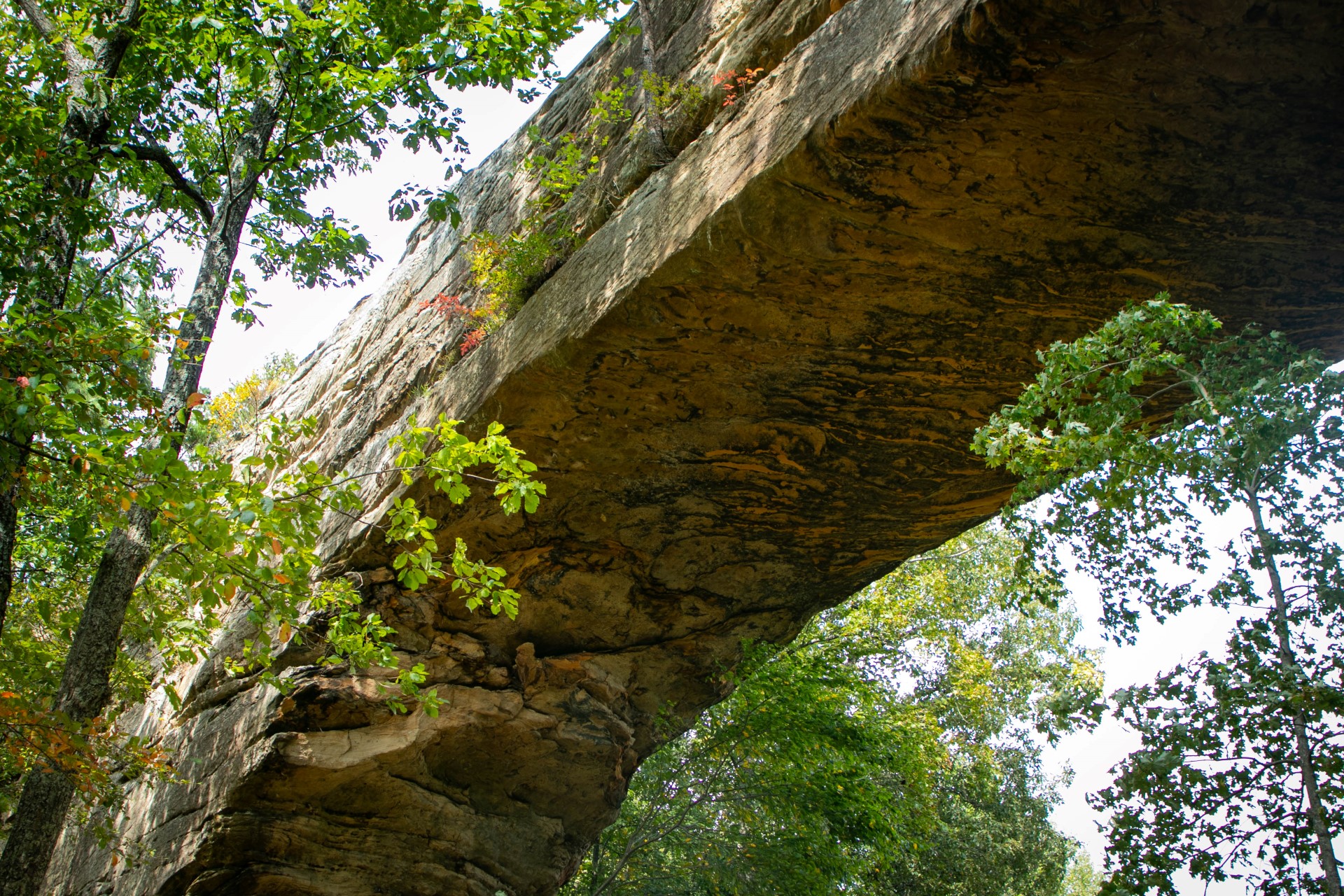 Natural Bridge. Foto: Kentucky Tourism Natural Bridge. Foto: Kentucky Tourism