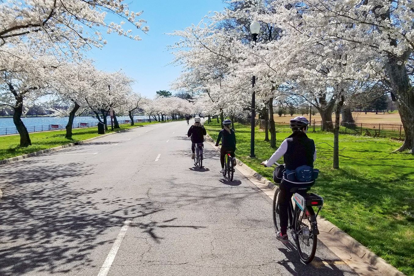 Cherry Blossom E-Bike-Tour. Foto: Pedego Electric Bikes