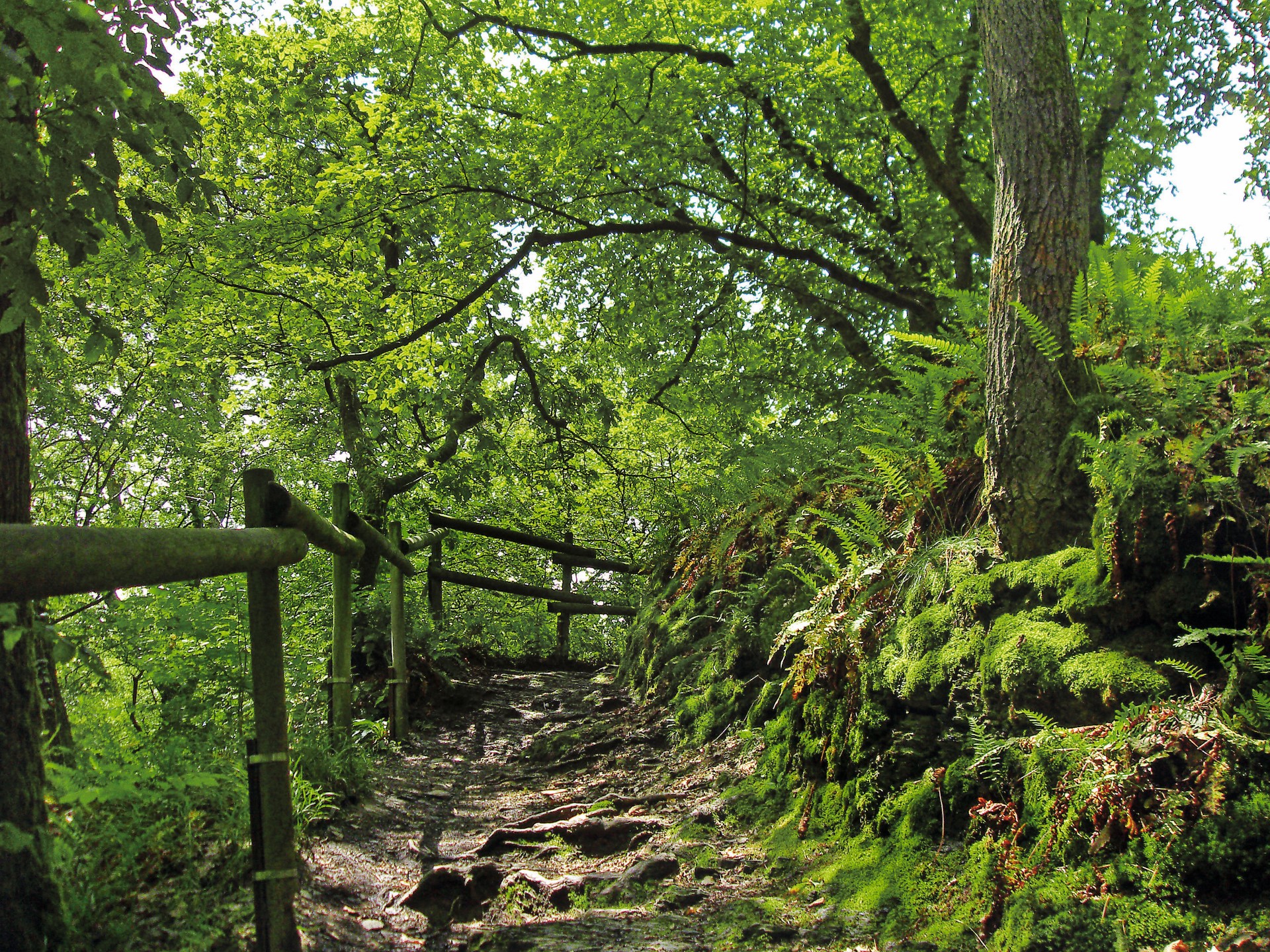 Ursprüngliche und historische Wege prägen den Natursteig Sieg. Foto: Angelica Hocke | Naturregion Sieg Ursprüngliche und historische Wege prägen den Natursteig Sieg. Foto: Angelica Hocke | Naturregion Sieg
